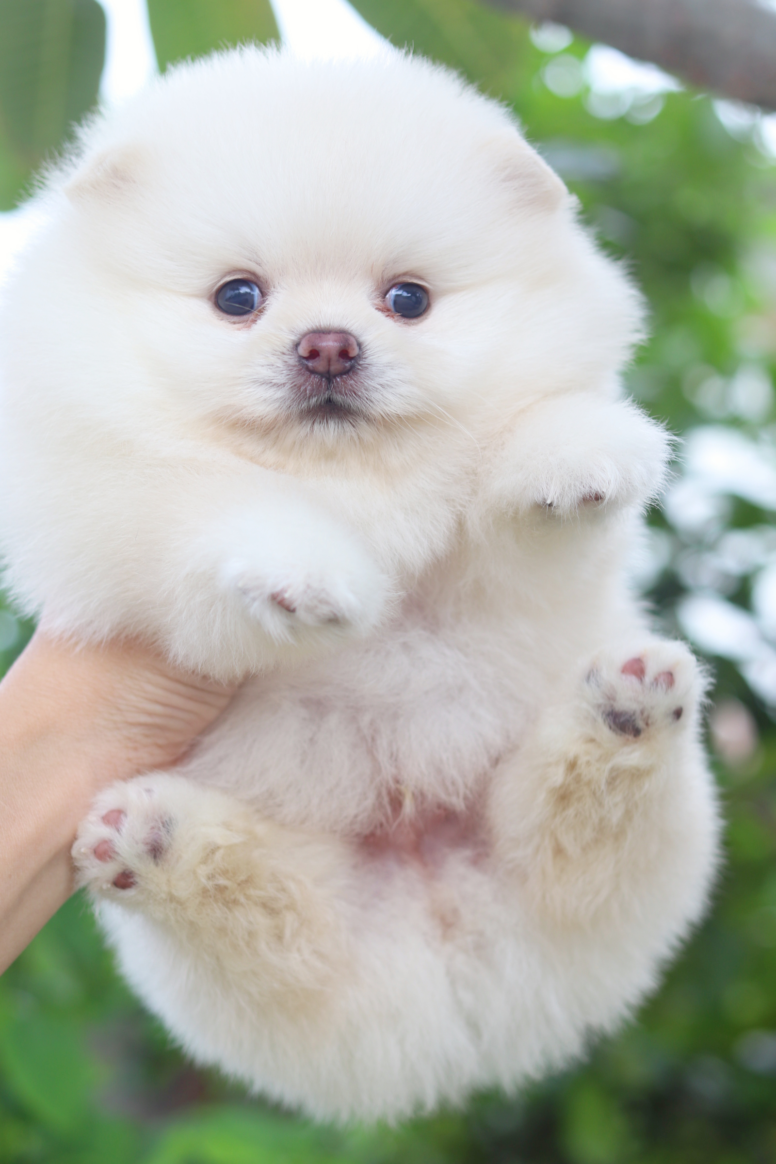 ปอมเมอเรเนียน เพศผู้สีขาวครีม