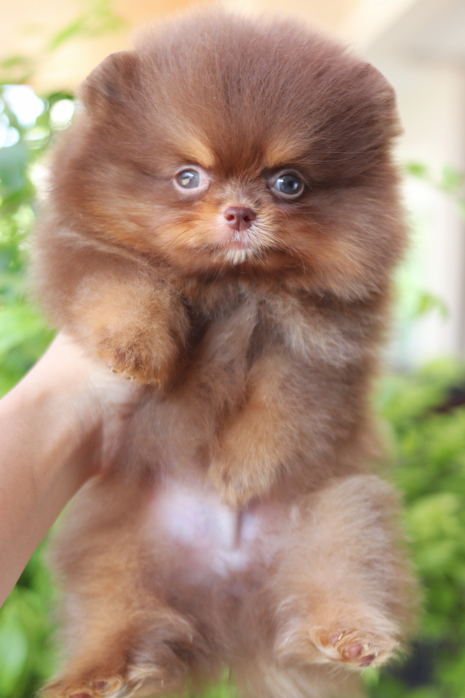 ปอมเมอเรเนียน เพศผู้สีช็อคแทนเกรดโชว์