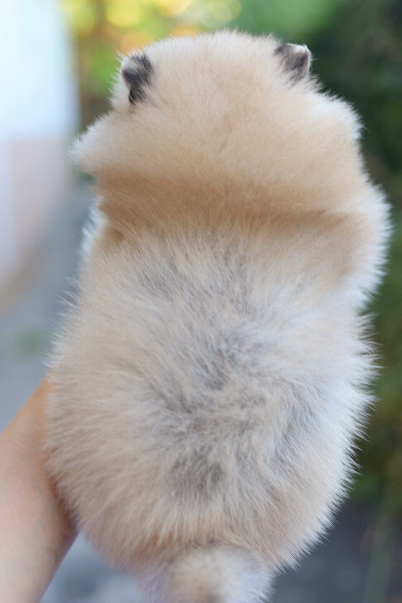 ปอมเมอเรเนียน เพศผู้