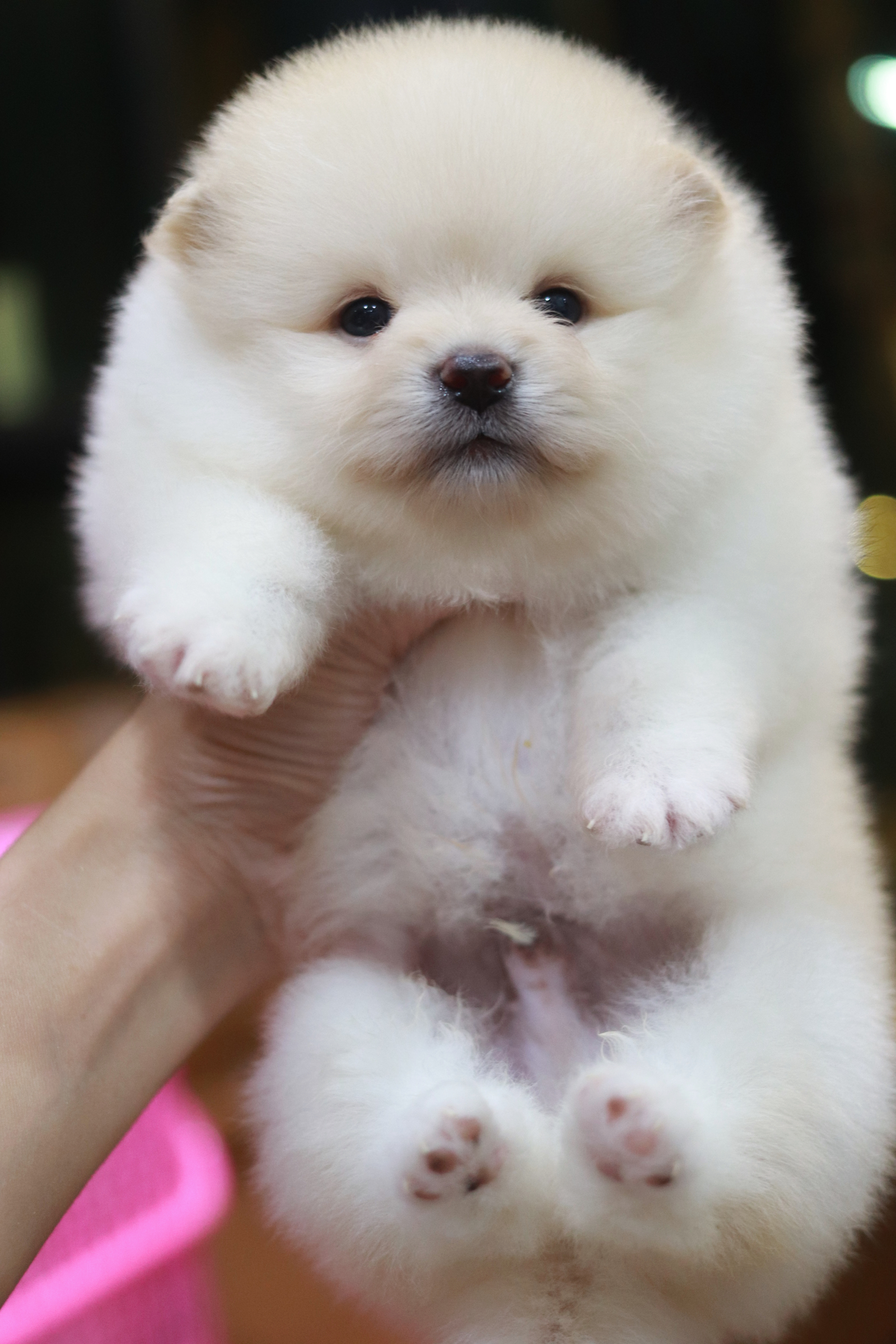 ปอมเมอเรเนียน เพศผู้ ขาวครีม