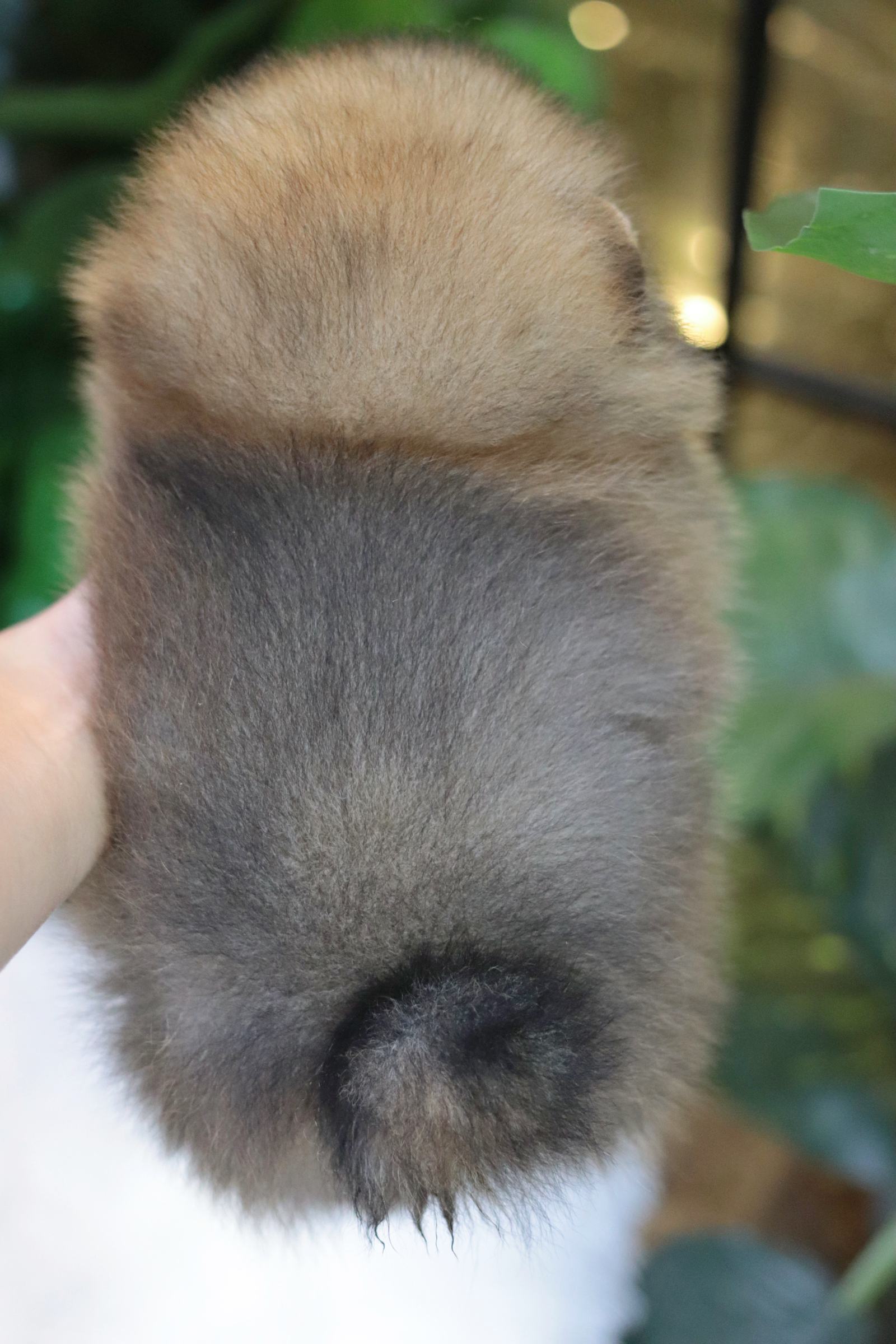 ปอมเมอเรเนียน เพศผู้ สีส้ม สายเลือดดี