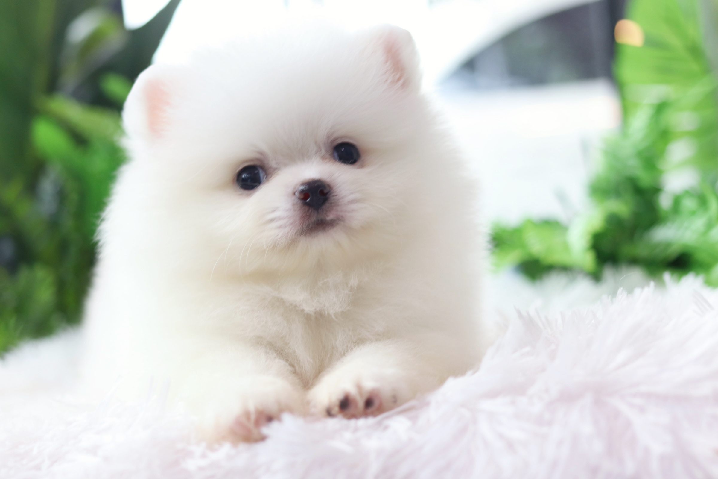 ปอมเมอเรเนียน เพศผู้สีขาวครีม