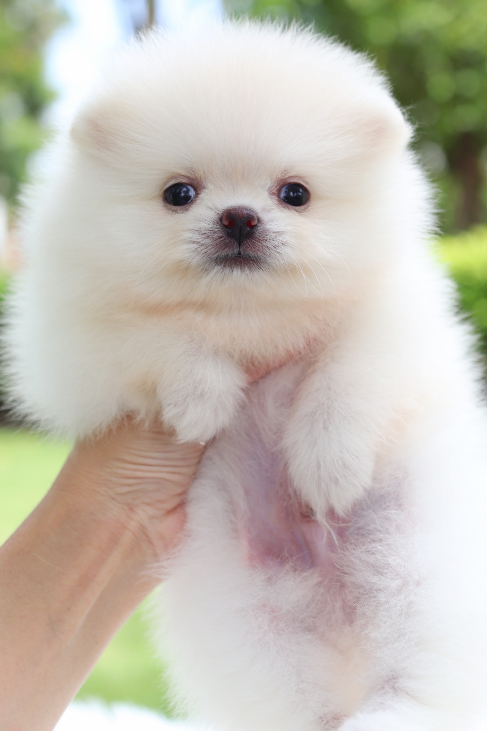 ปอมเมอเรเนียน เพศผู้สีขาวครีม เกรดโชว์