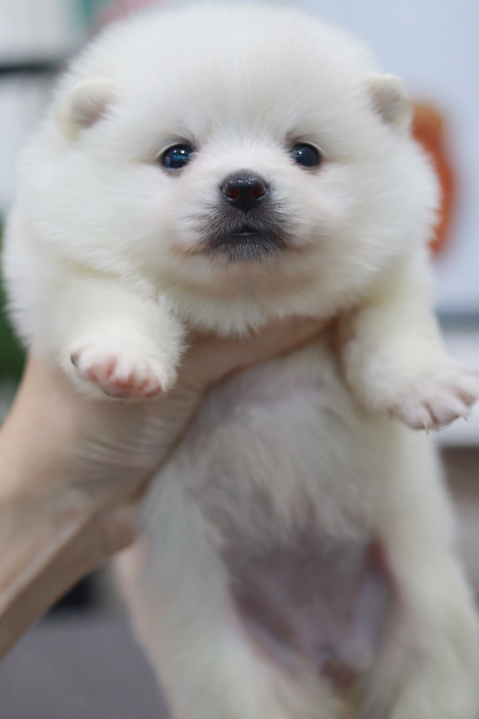 ปอมเมอเรเนียน เพศเมียขาว