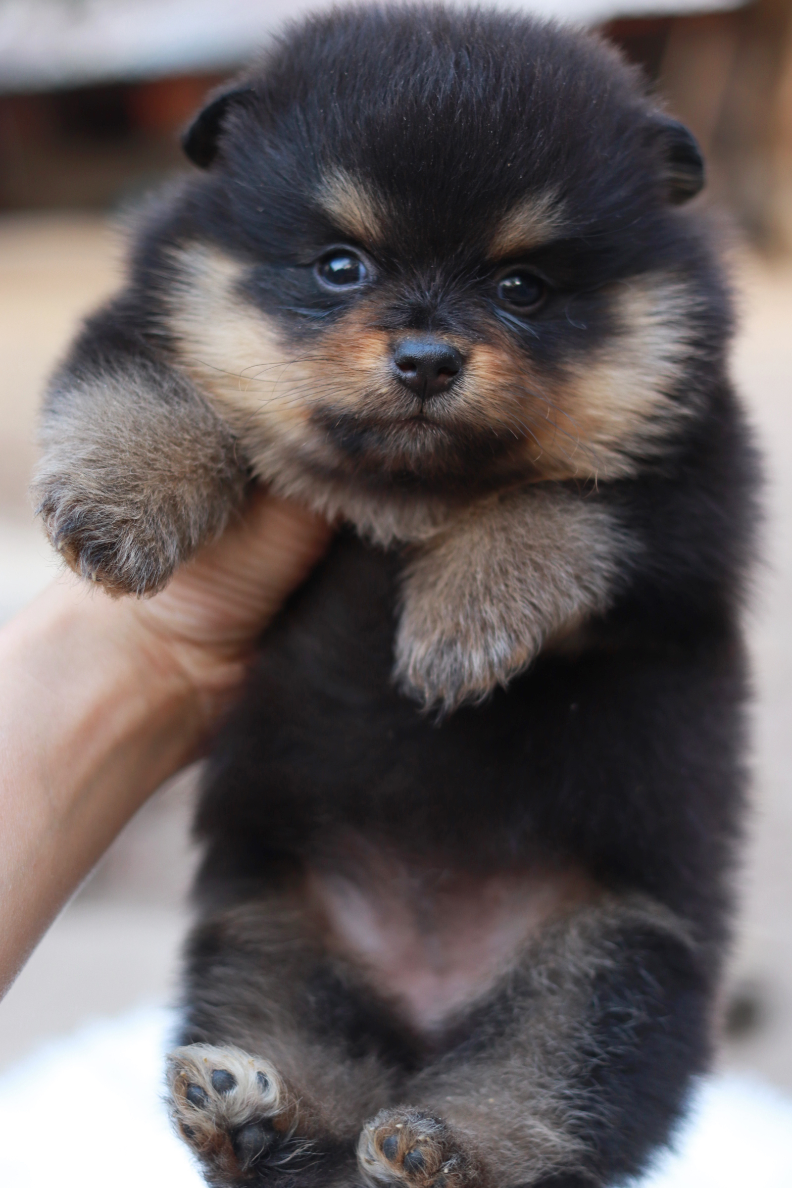 ปอมเมอเรเนียน เพศเมีย