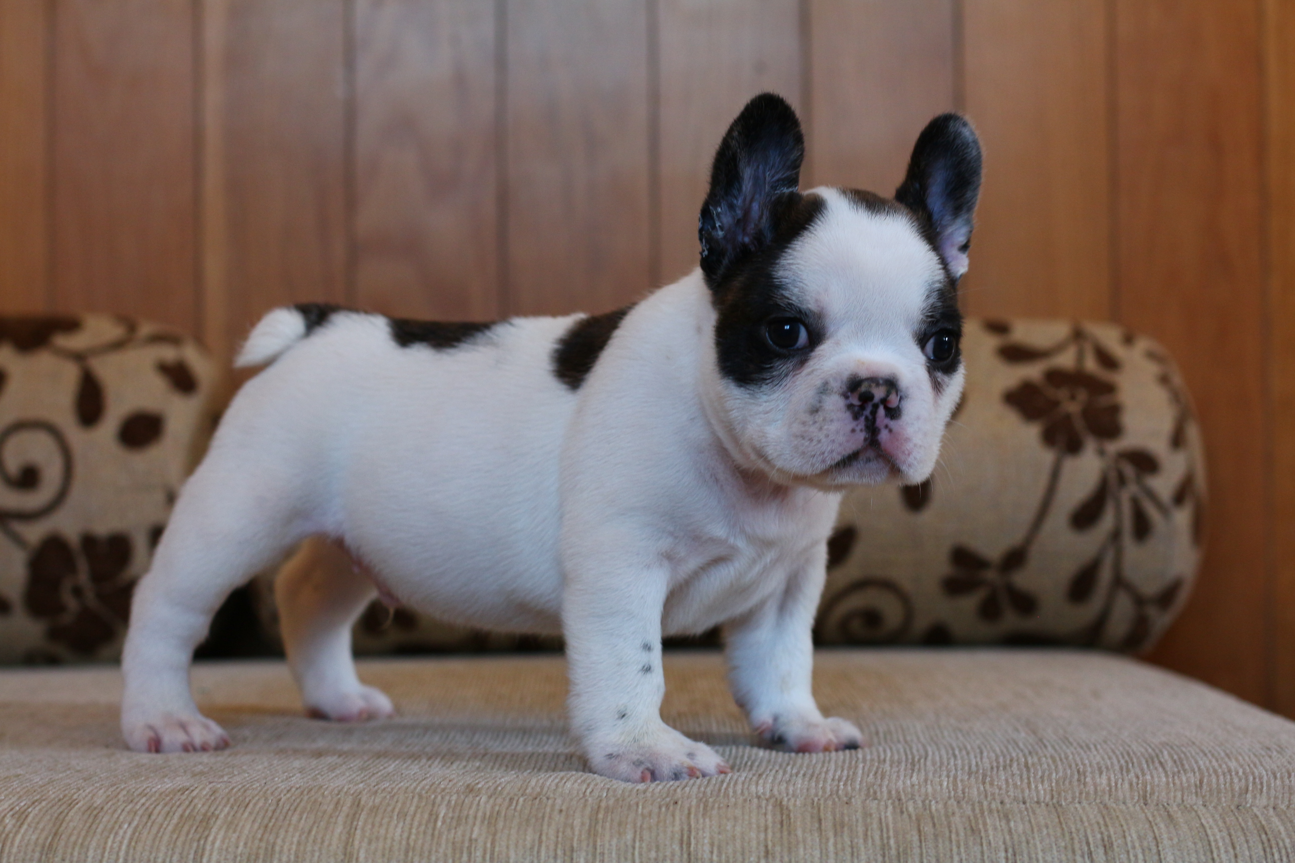 น้องไข่ตุ๋น เฟรนช์บูลด็อกสวยๆ โครงสร้างหนา ตัวอวบอ้วน