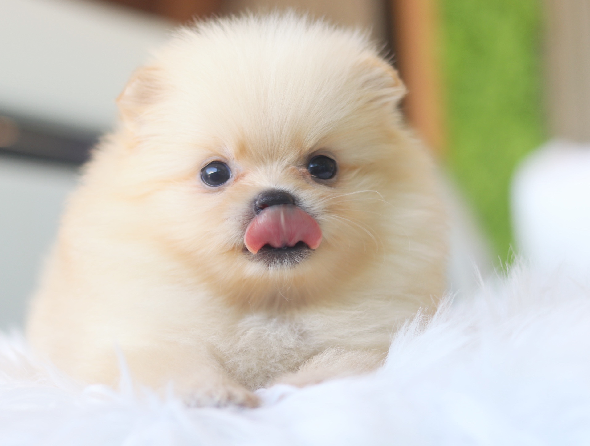 ปอมเมอเรเนียน เพศเมียสีครีม