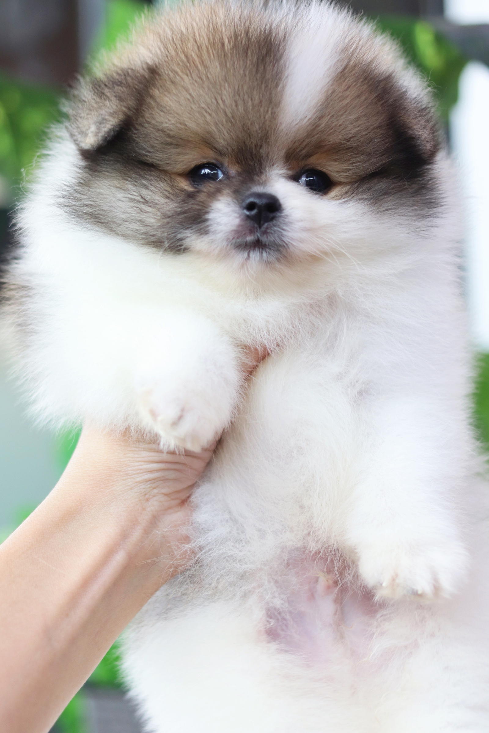 ปอมเมอเรเนียน เพศผู้แฟนซี ไซส์ปกติ