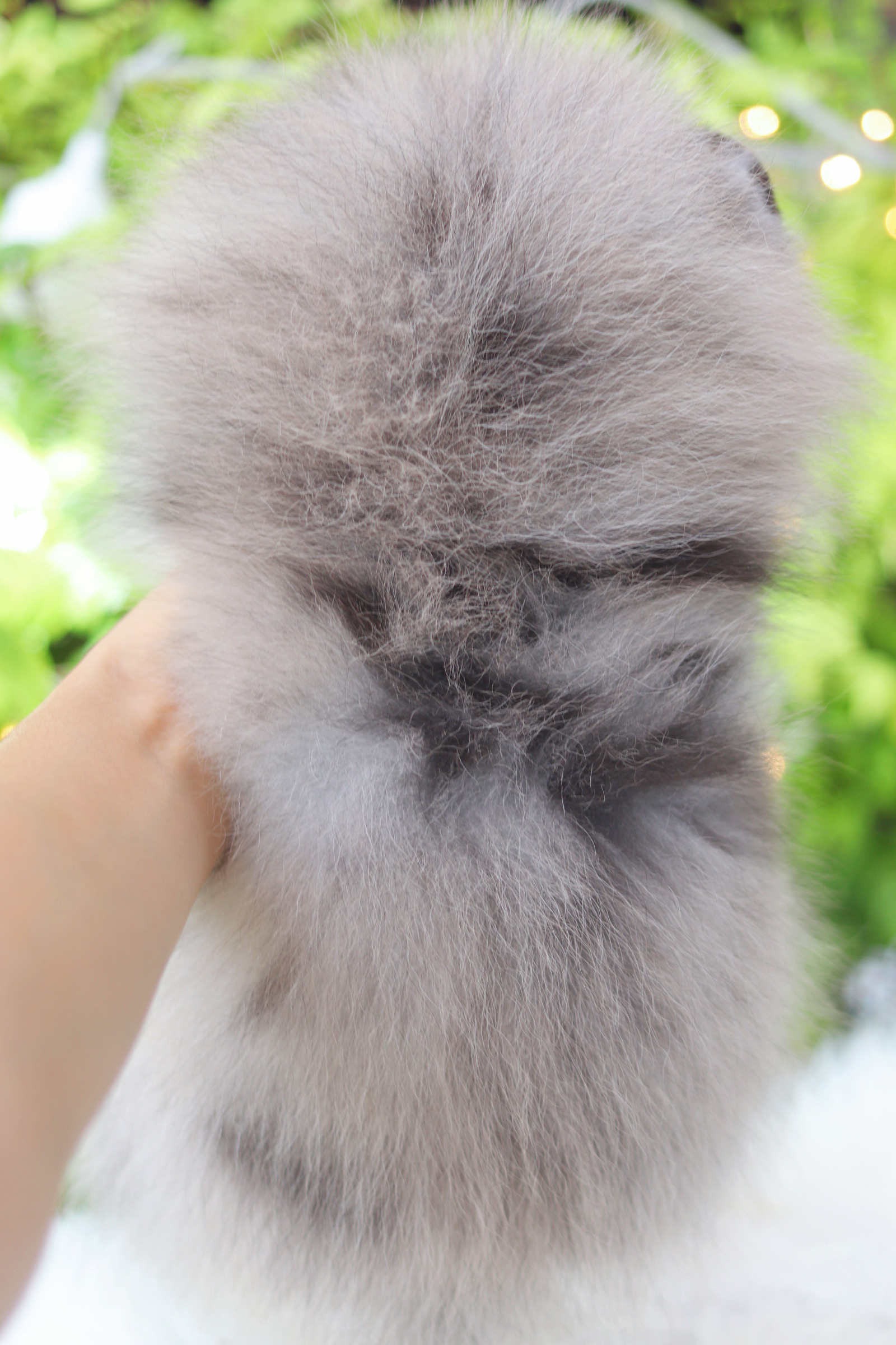 ปอมเมอเรเนียน เพศเมียสีเมอร์เร่ เกรดโชว์