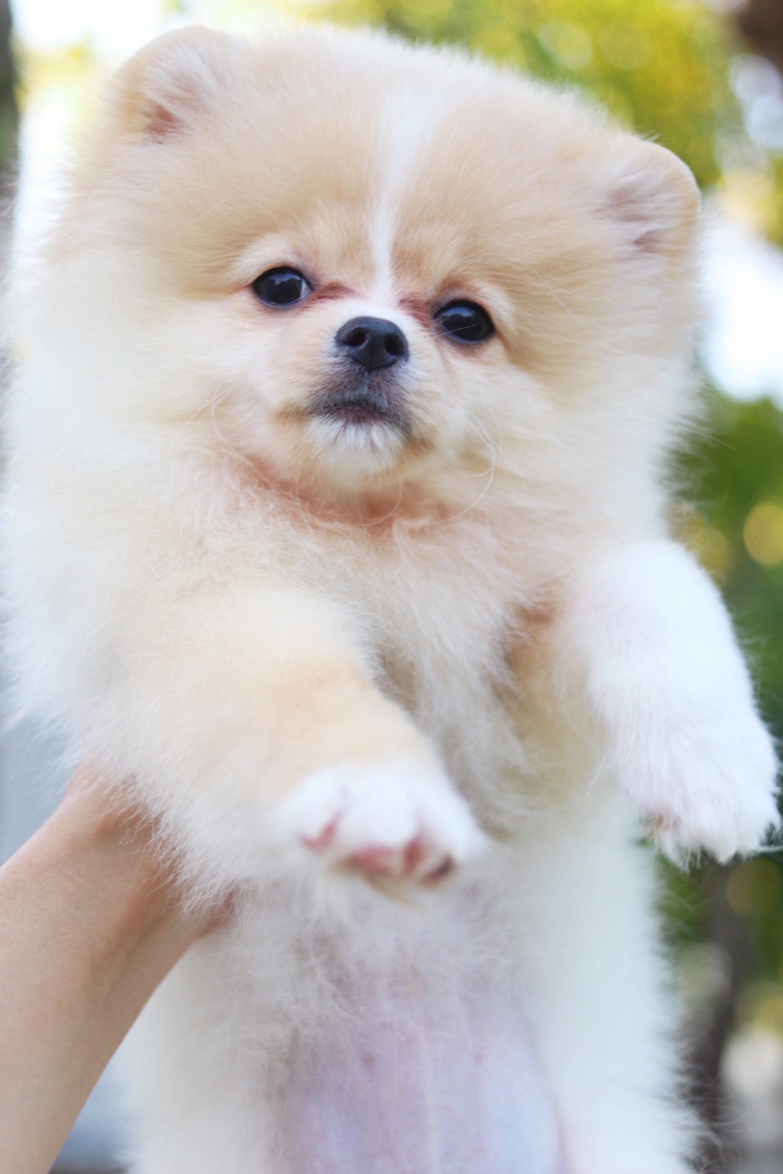 ปอมเมอเรเนียน เพศเมียสีครีม