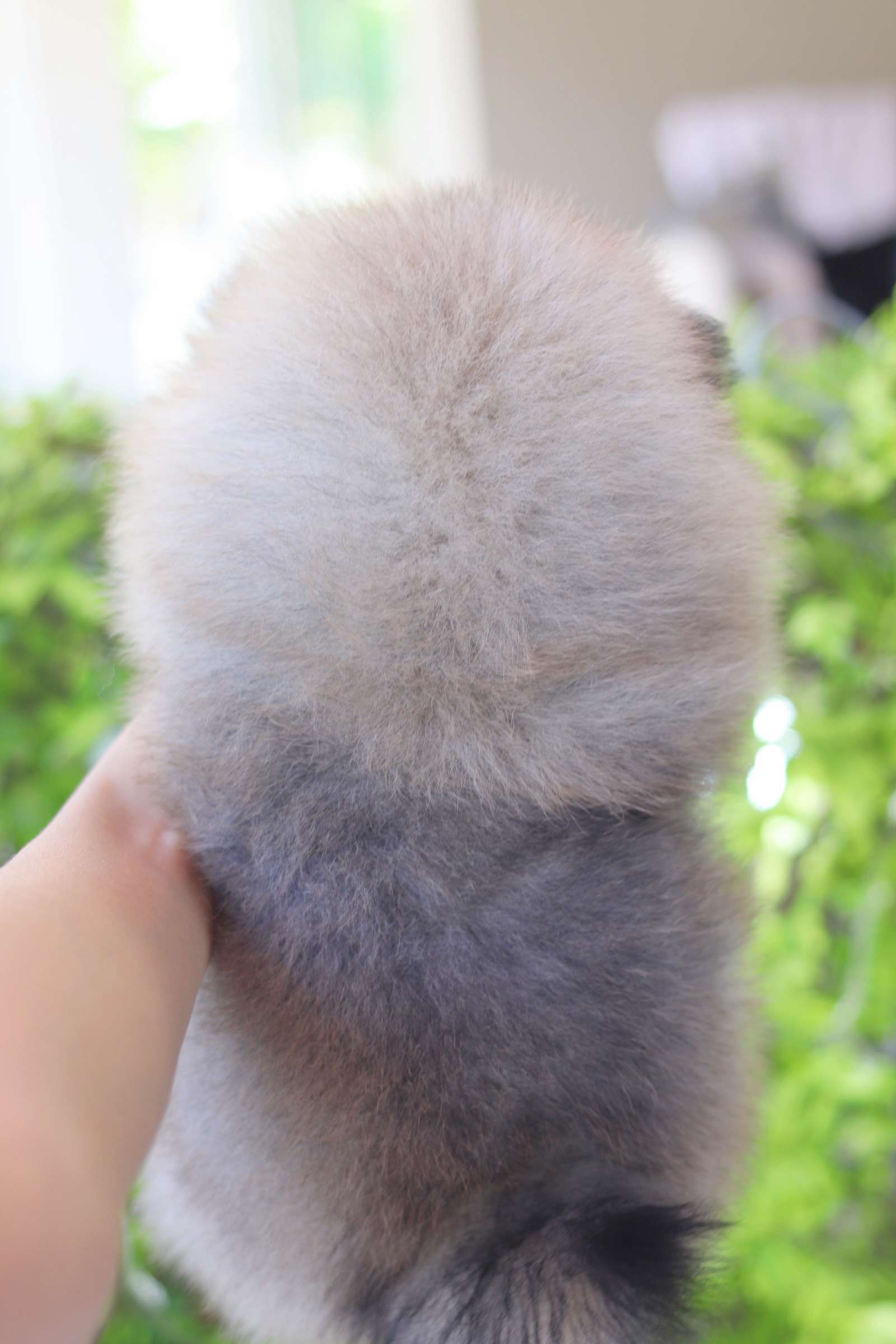 ปอมเมอเรเนียน เพศผู้สีส้ม