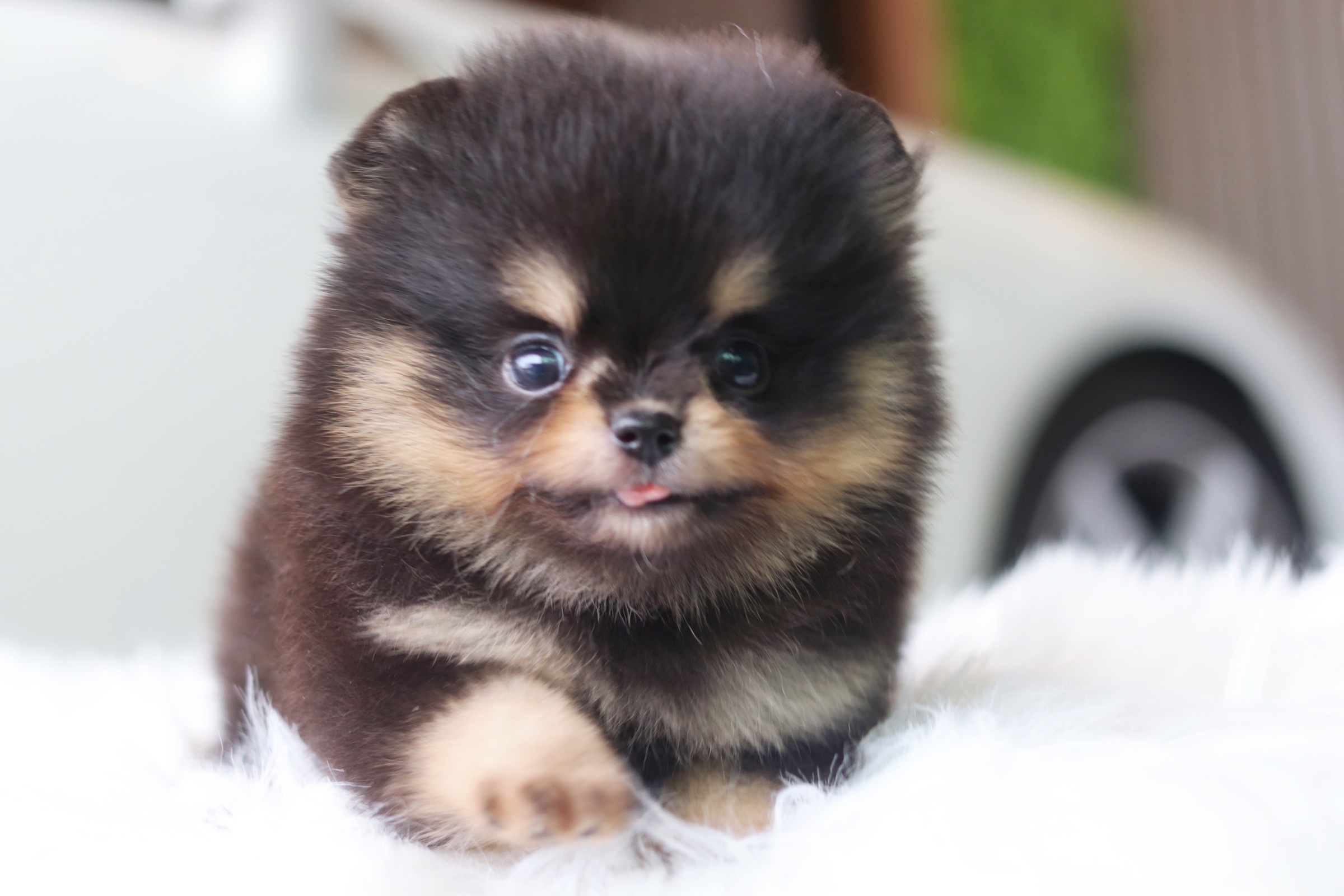 ปอมเมอเรเนียน เพศเมียสีแบล็คแทน