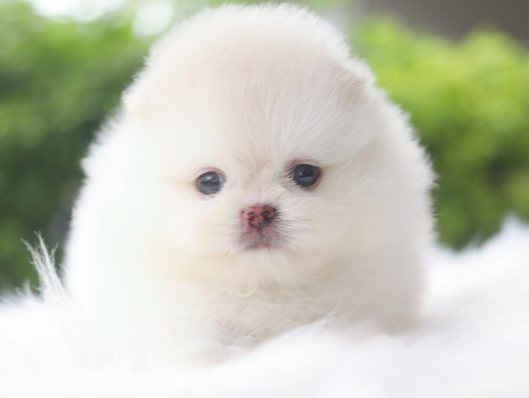 ปอมเมอเรเนียน เพศเมียสีขาวครีมเกรดโชว์