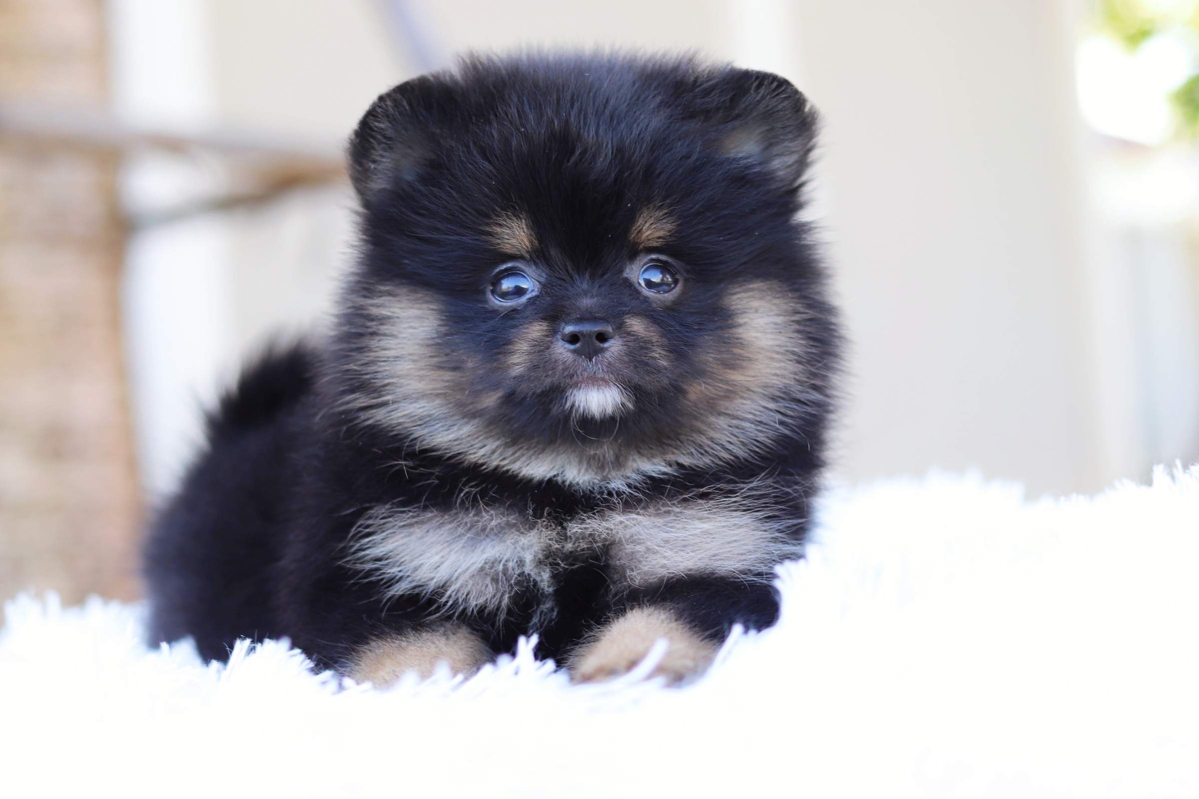 ปอมเมอเรเนียน เพศเมียแบล็คแทนหน้าฟ็อก