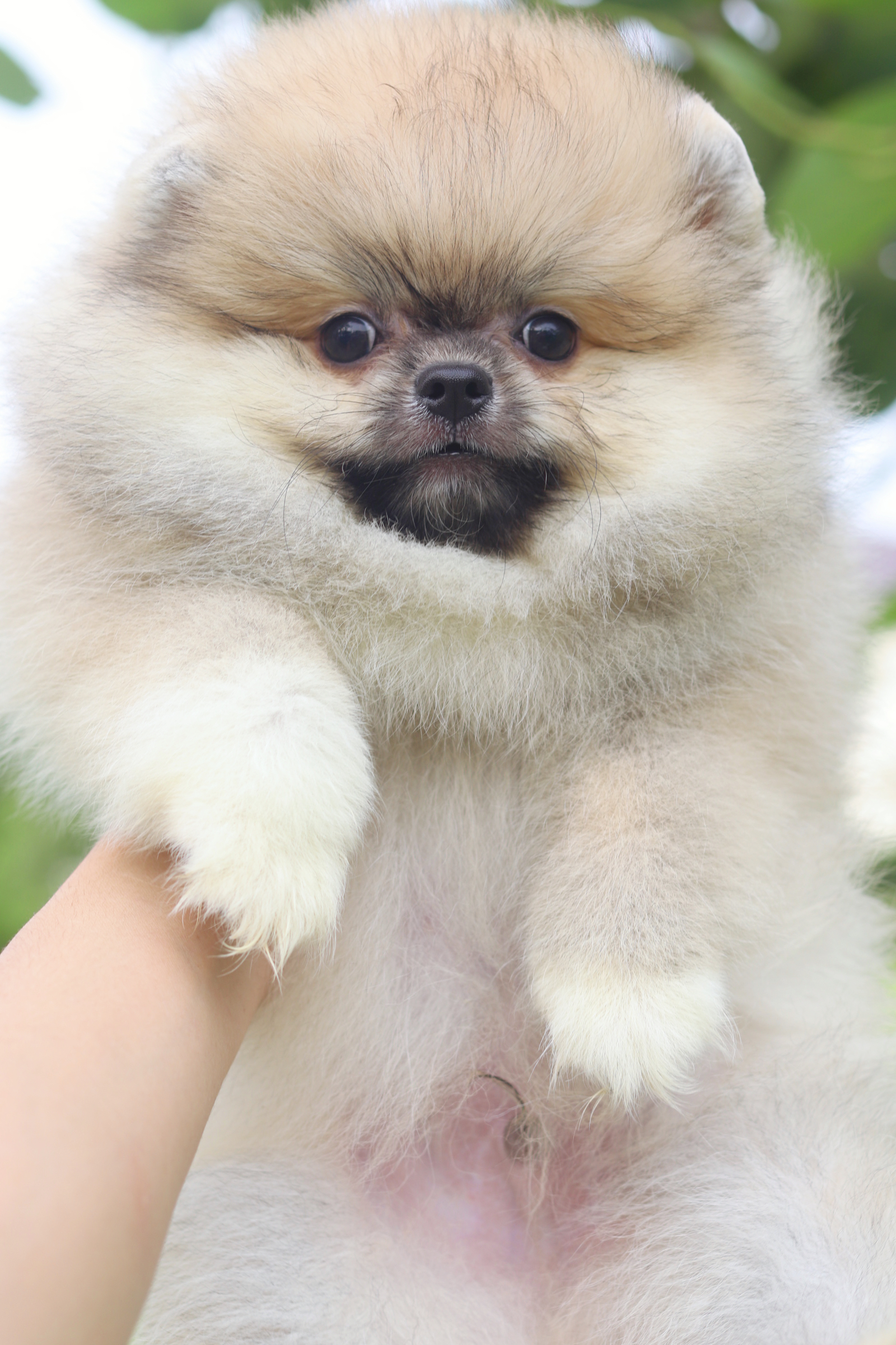 ปอมเมอเรเนียน เพศผู้สีส้ม