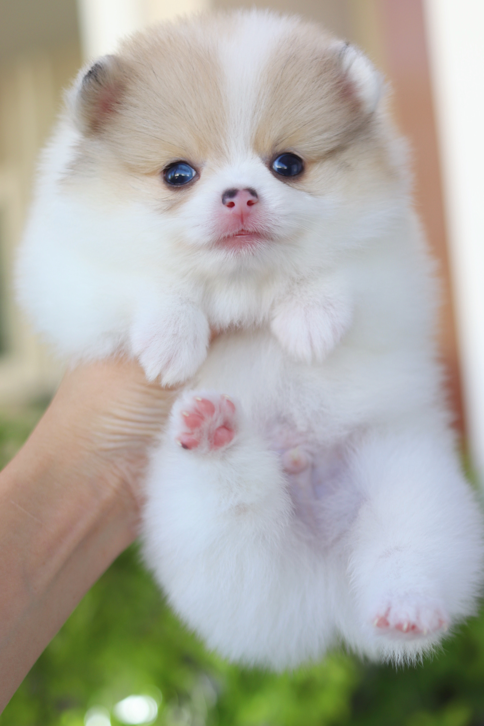 ปอมเมอเรเนียน เพศผู้ สีแฟนซี