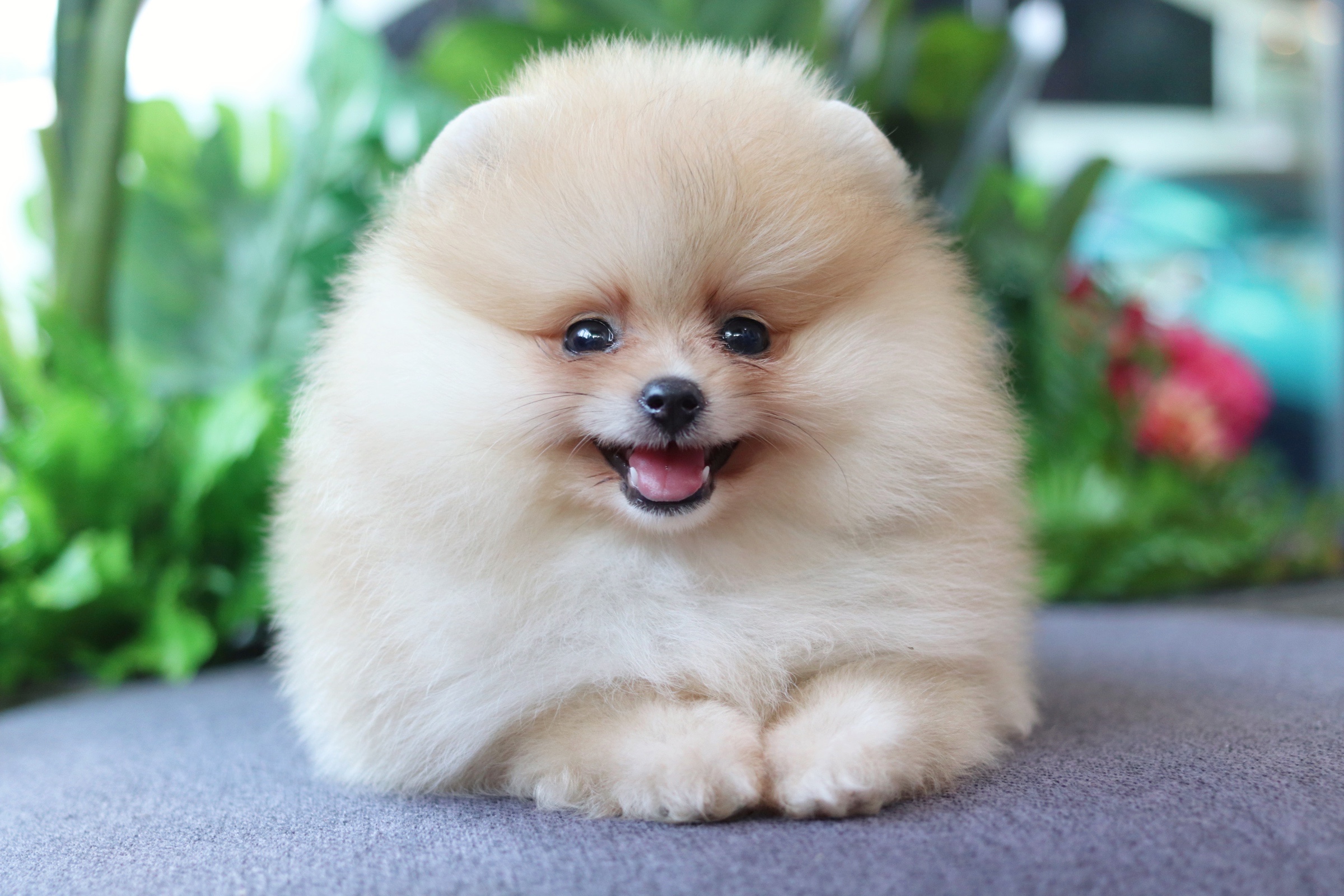 ปอมเมอเรเนียน เพศเมีย