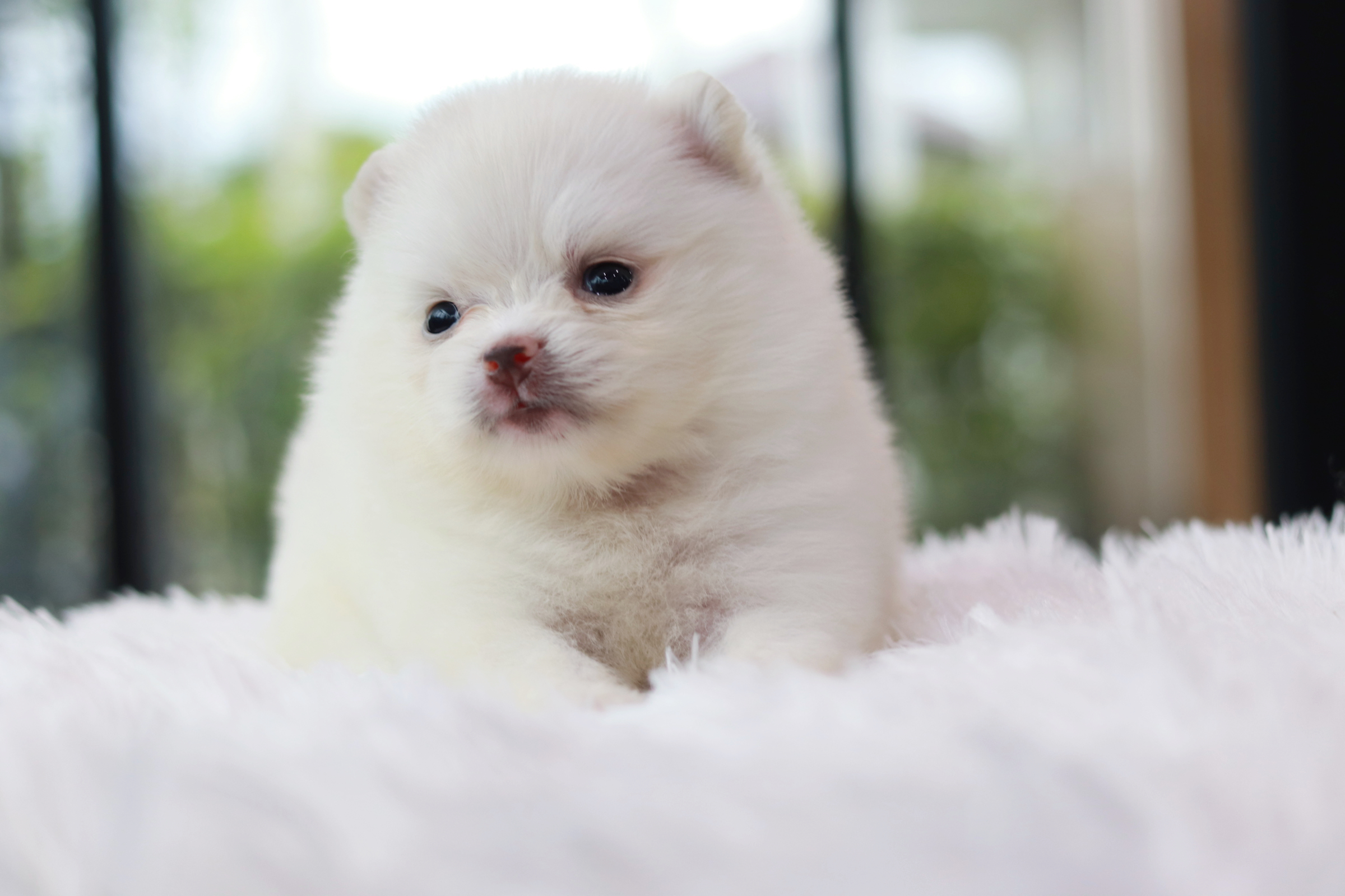 ปอมเมอเรเนียน เพศเมีย ขาวครีม