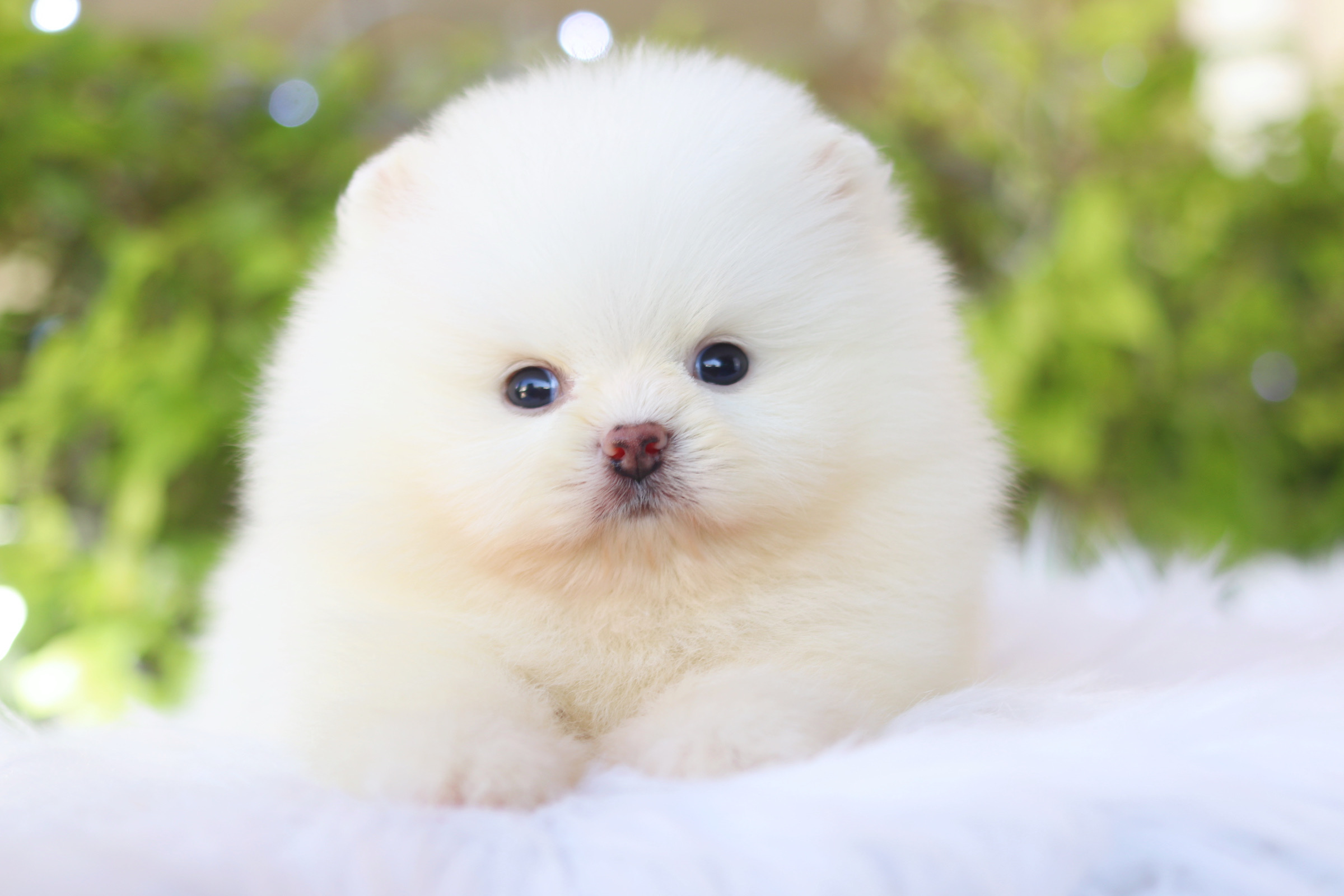 ปอมเมอเรเนียน เพศเมียสีขาวครีมเกรดโชว์