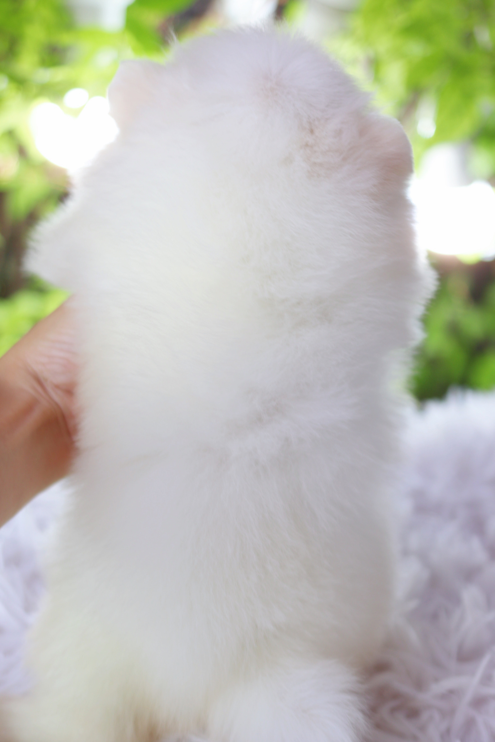 ปอมเมอเรเนียน เพศเมียสีขาวครีม