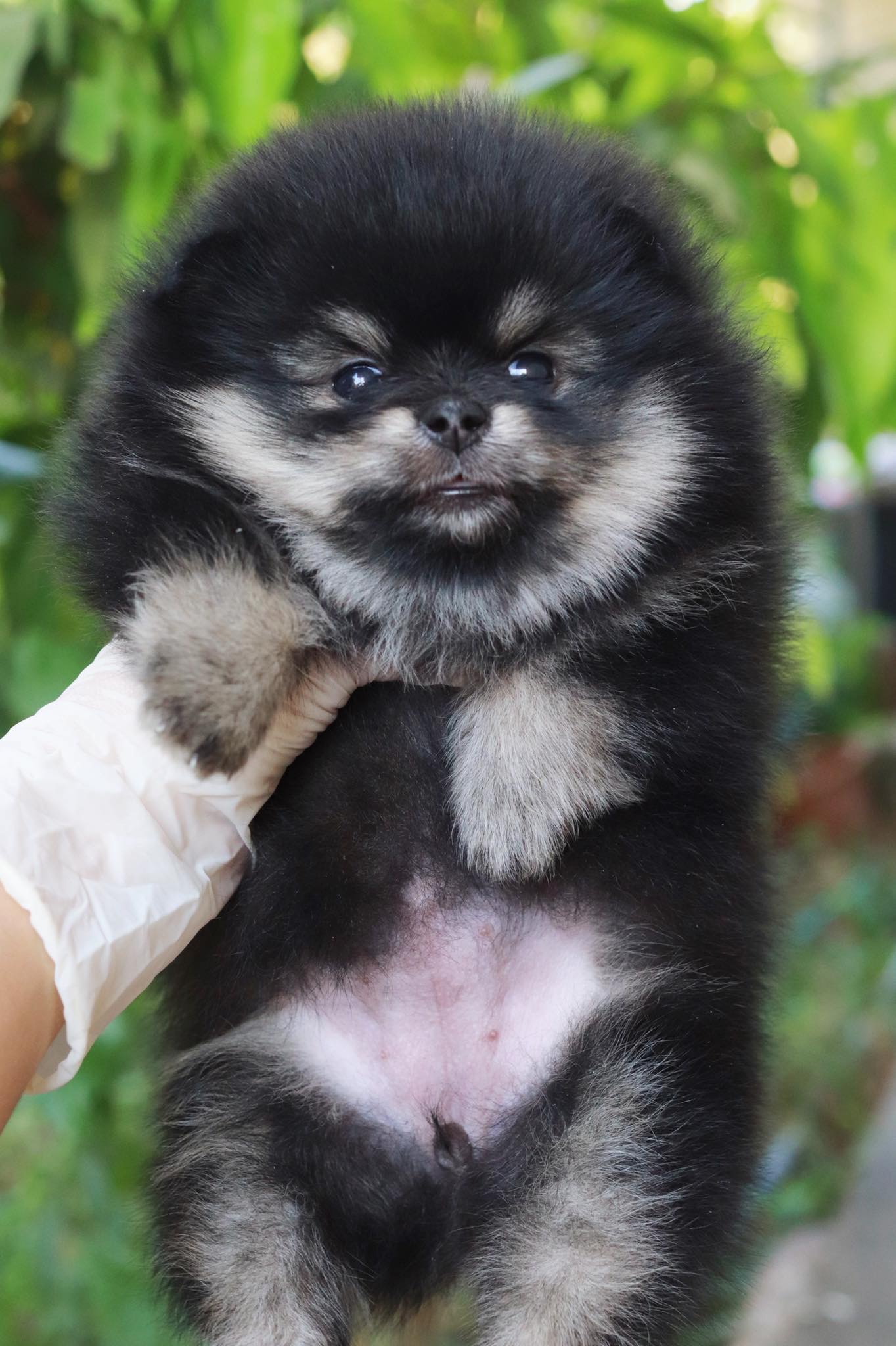 ปอมเมอเรเนียน เพศเมียมแบล็คแทน