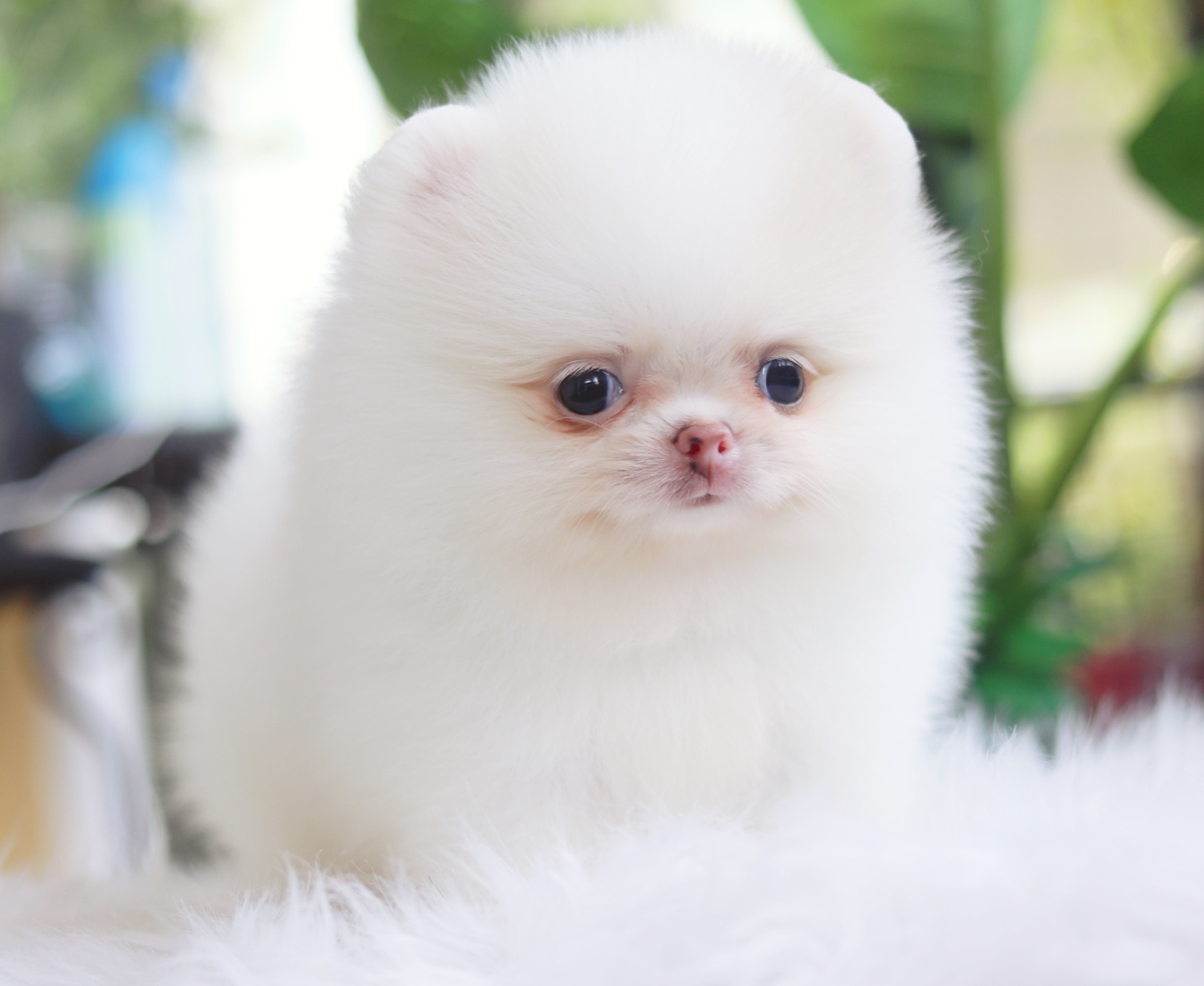 ปอมเมอเรเนียน เพศเมียสีขาวครีม เกรดโชว์