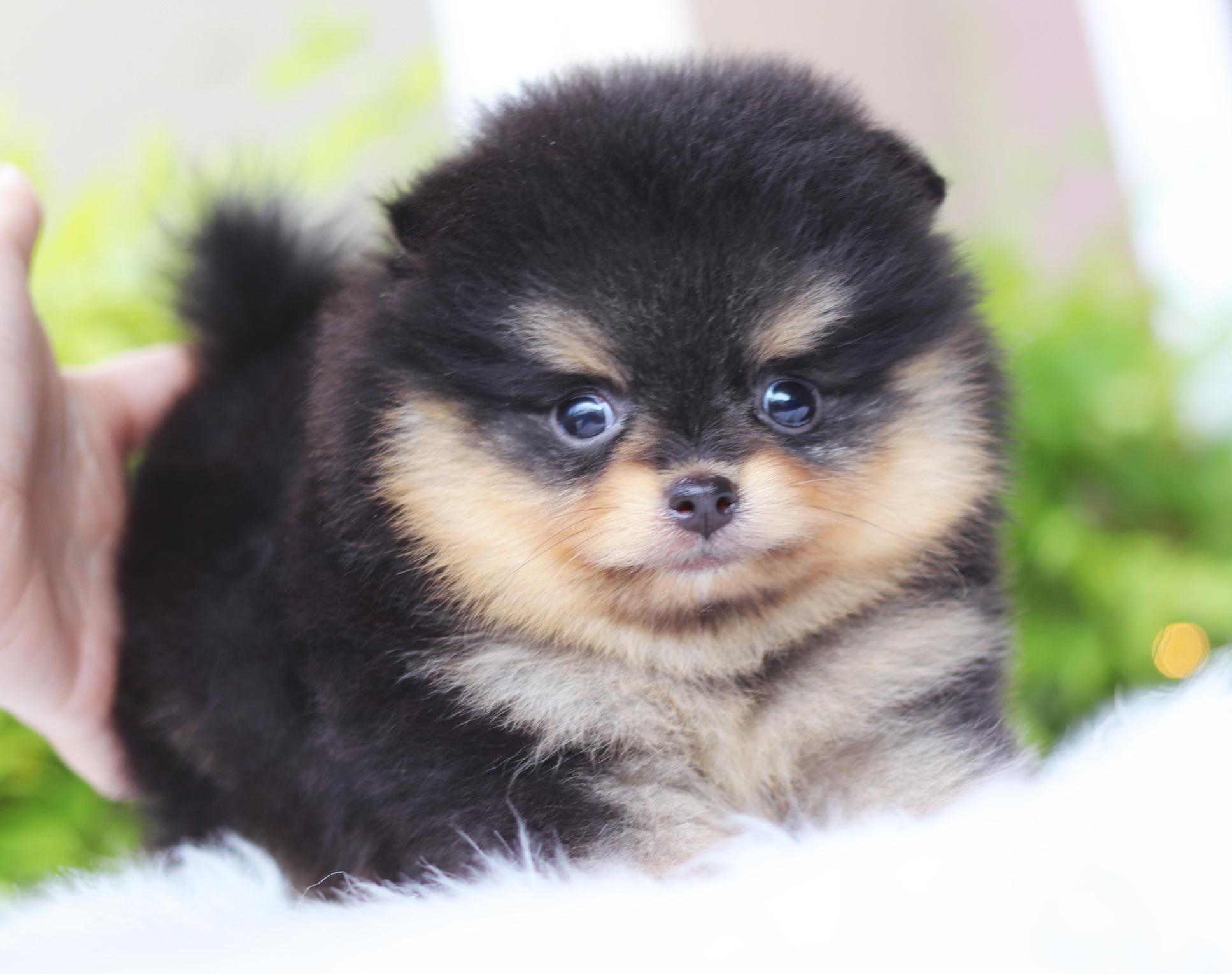 ปอมเมอเรเนียน เพศเมียสีแบล็คแทน