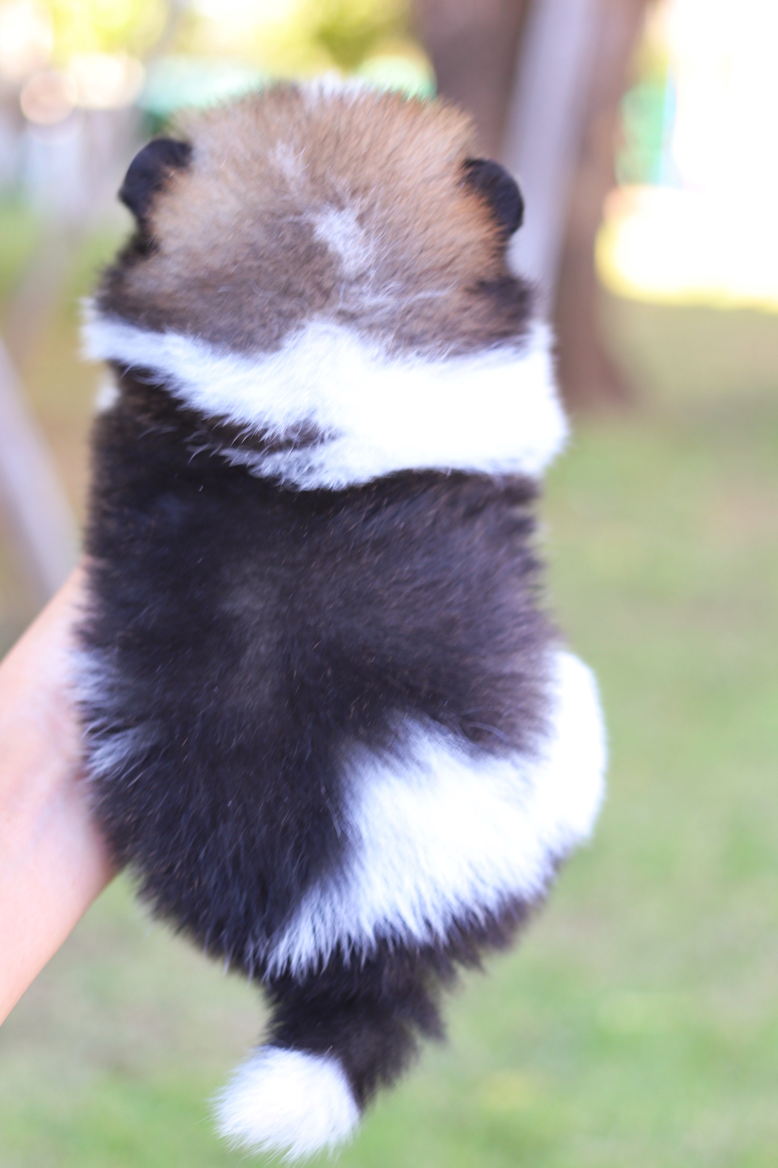 ปอมเมอเรเนียน เพศผู้ สีแฟนซี ทีคัพ