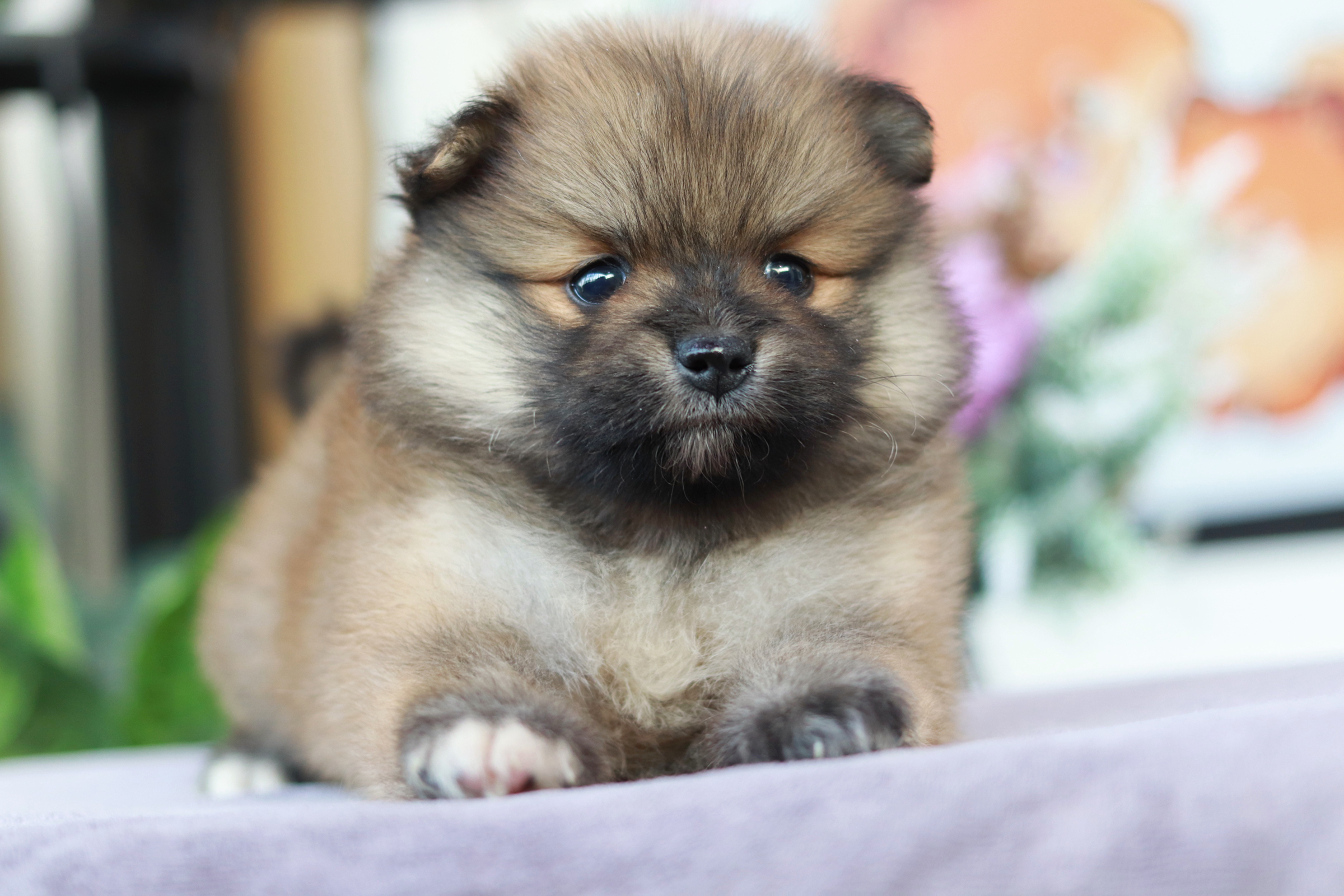 ปอมเมอเรเนียน เพศผู้