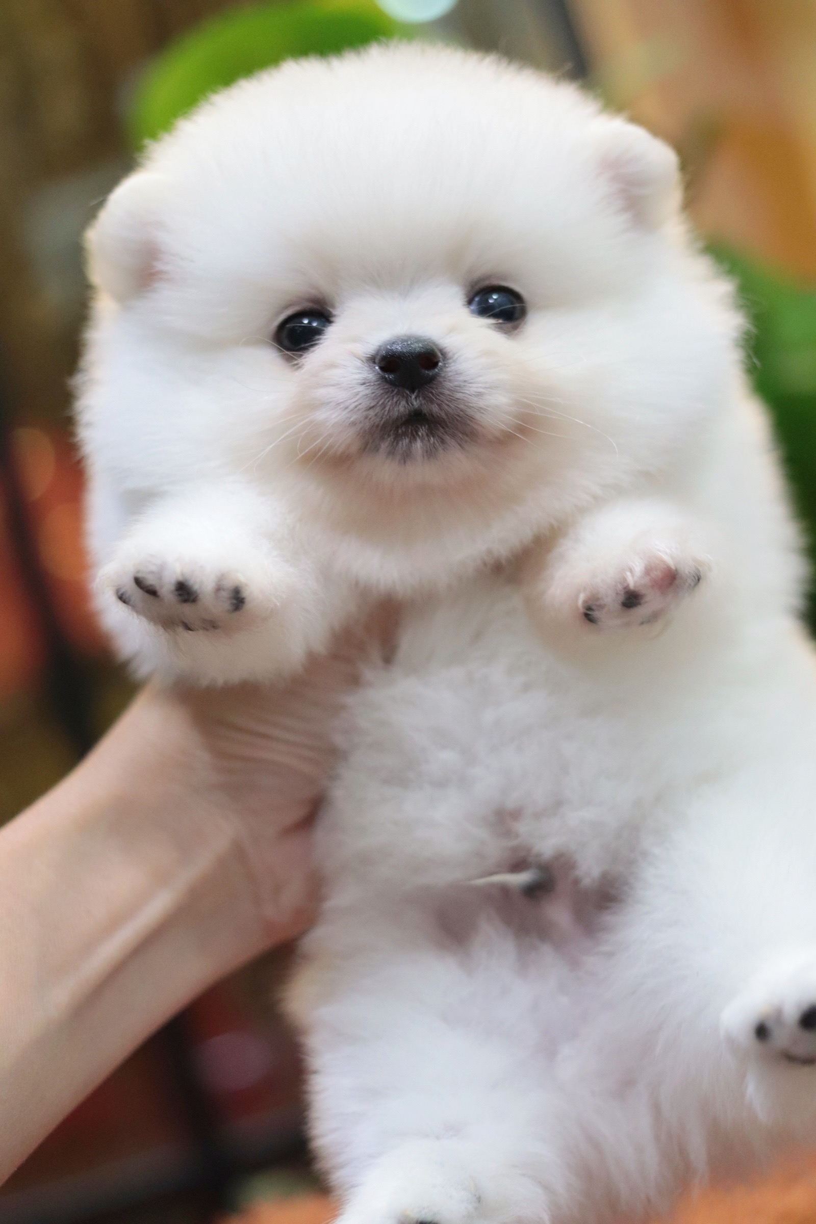 ปอมเมอเรเนียน เพศผู้ ทีคัพ สีขาวครีม