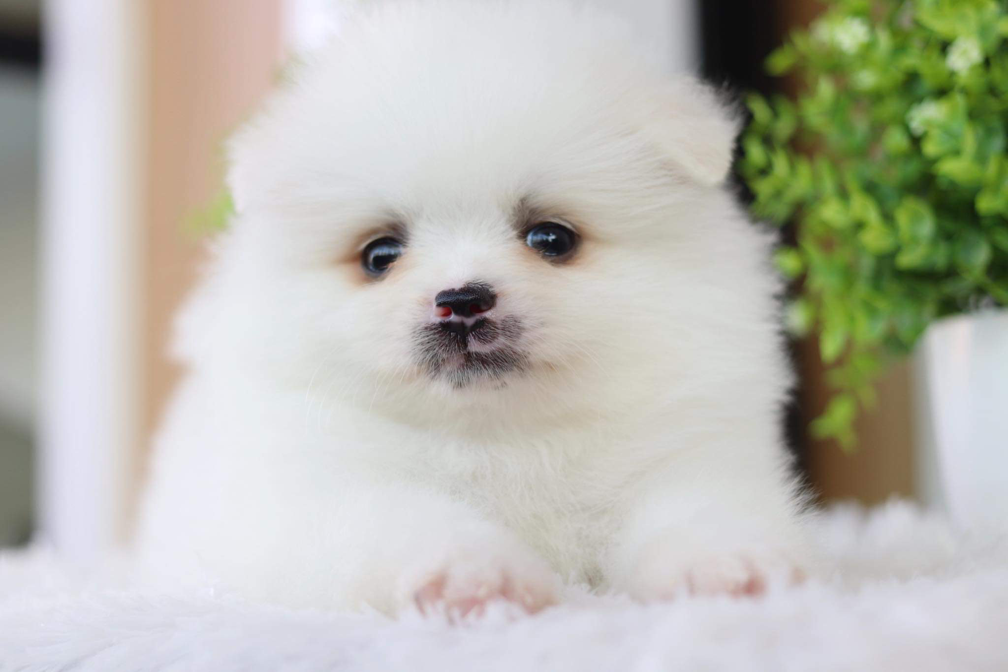 ปอมเมอเรเนียน เพศผู้ หน้า Fox