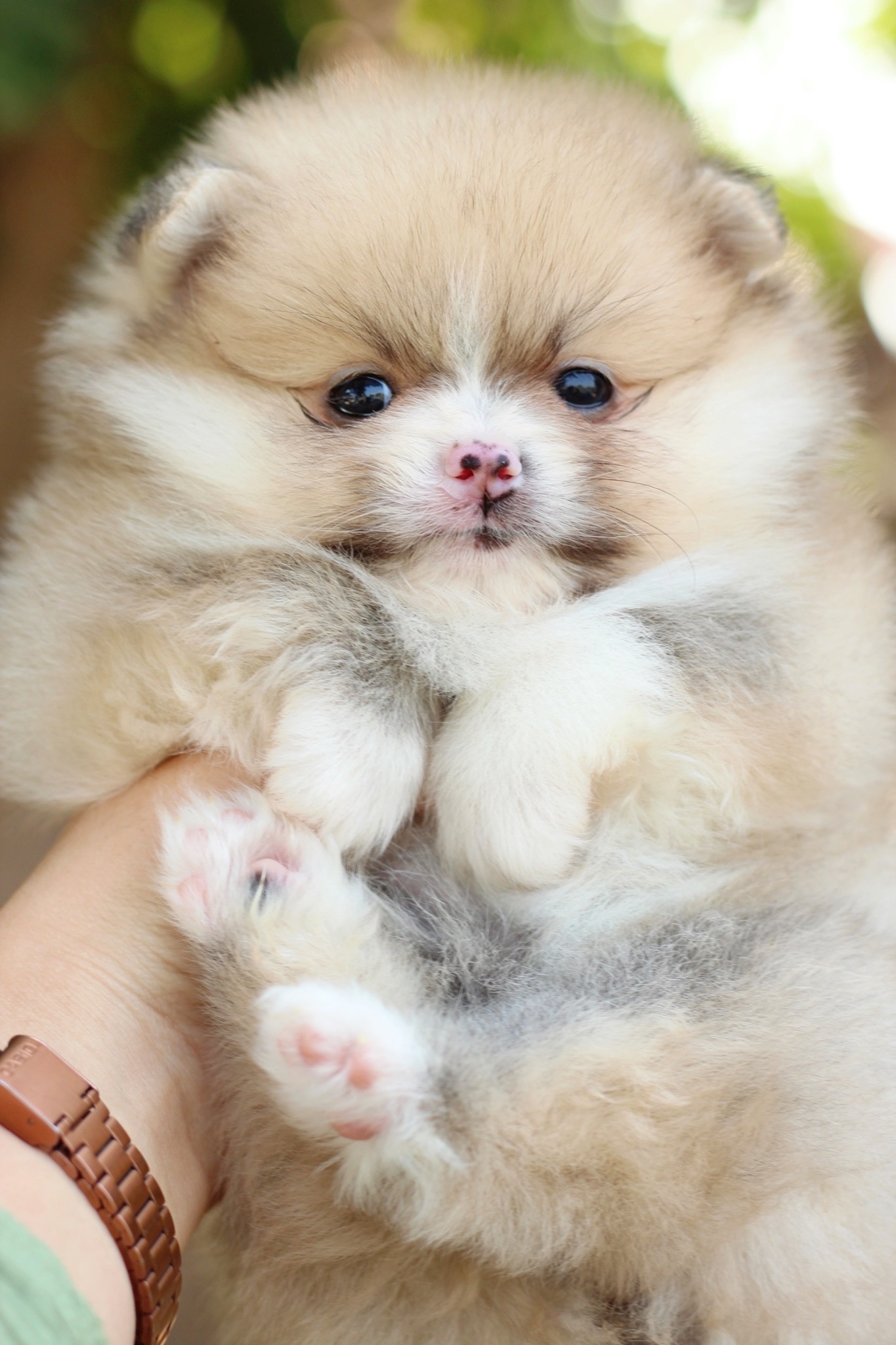 ปอมเมอเรเนียน เพศเมีย แฟนซี