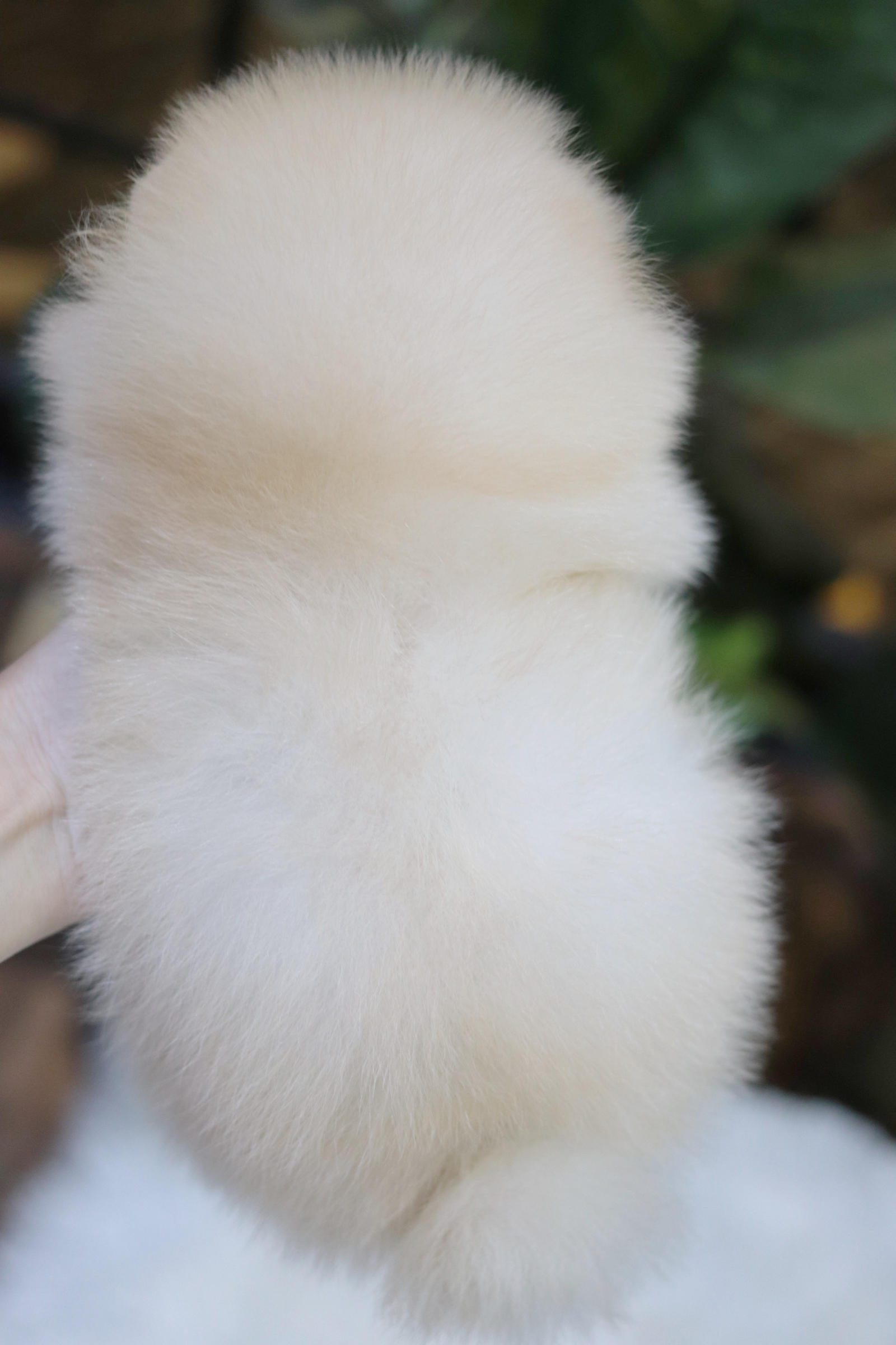 ปอมเมอเรเนียน เพศผู้สีขาวครีม