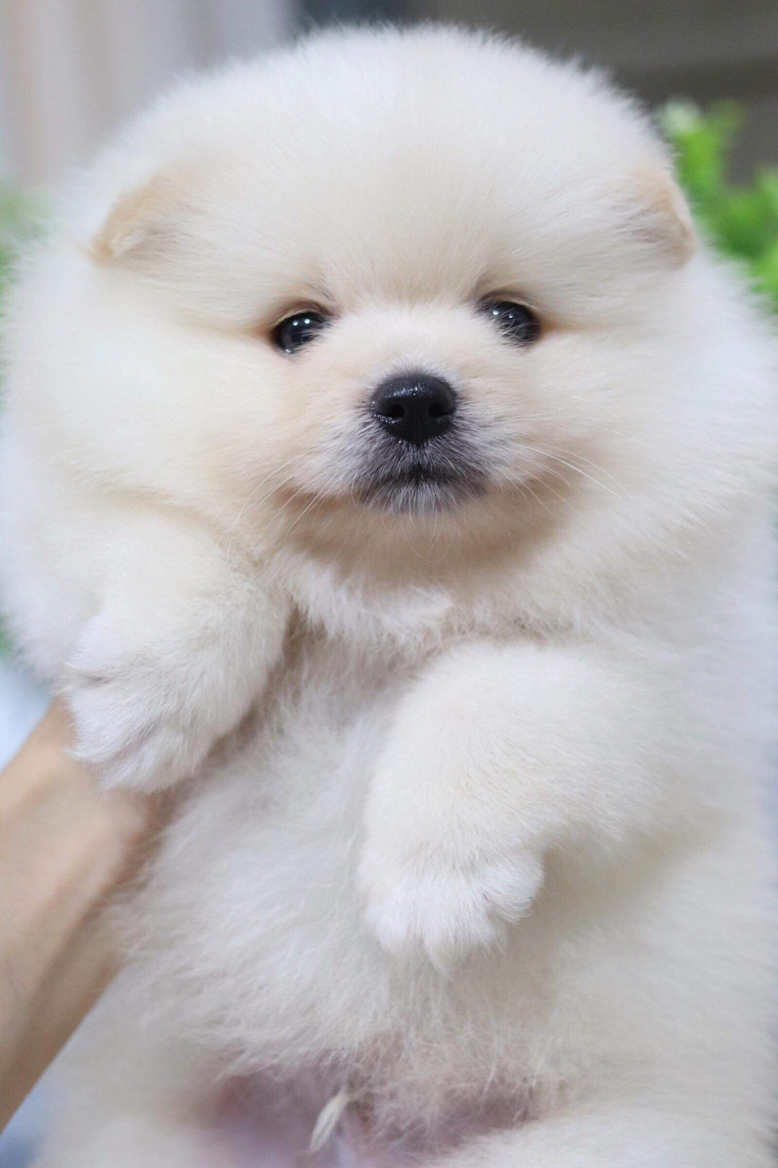 ปอมเมอเรเนียน เพศผู้