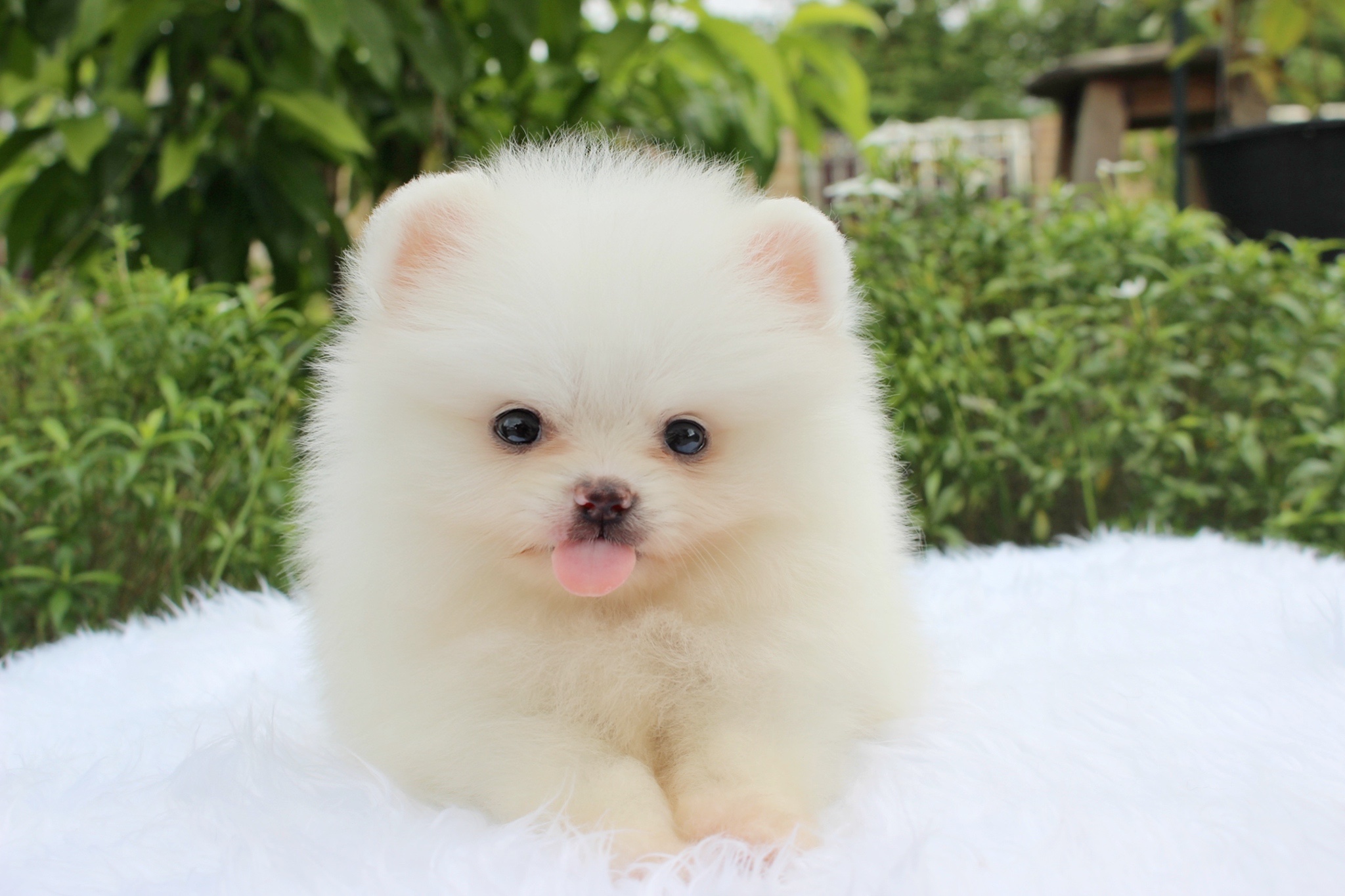 ปอมเมอเรเนียน เพศเมียขาวครีม