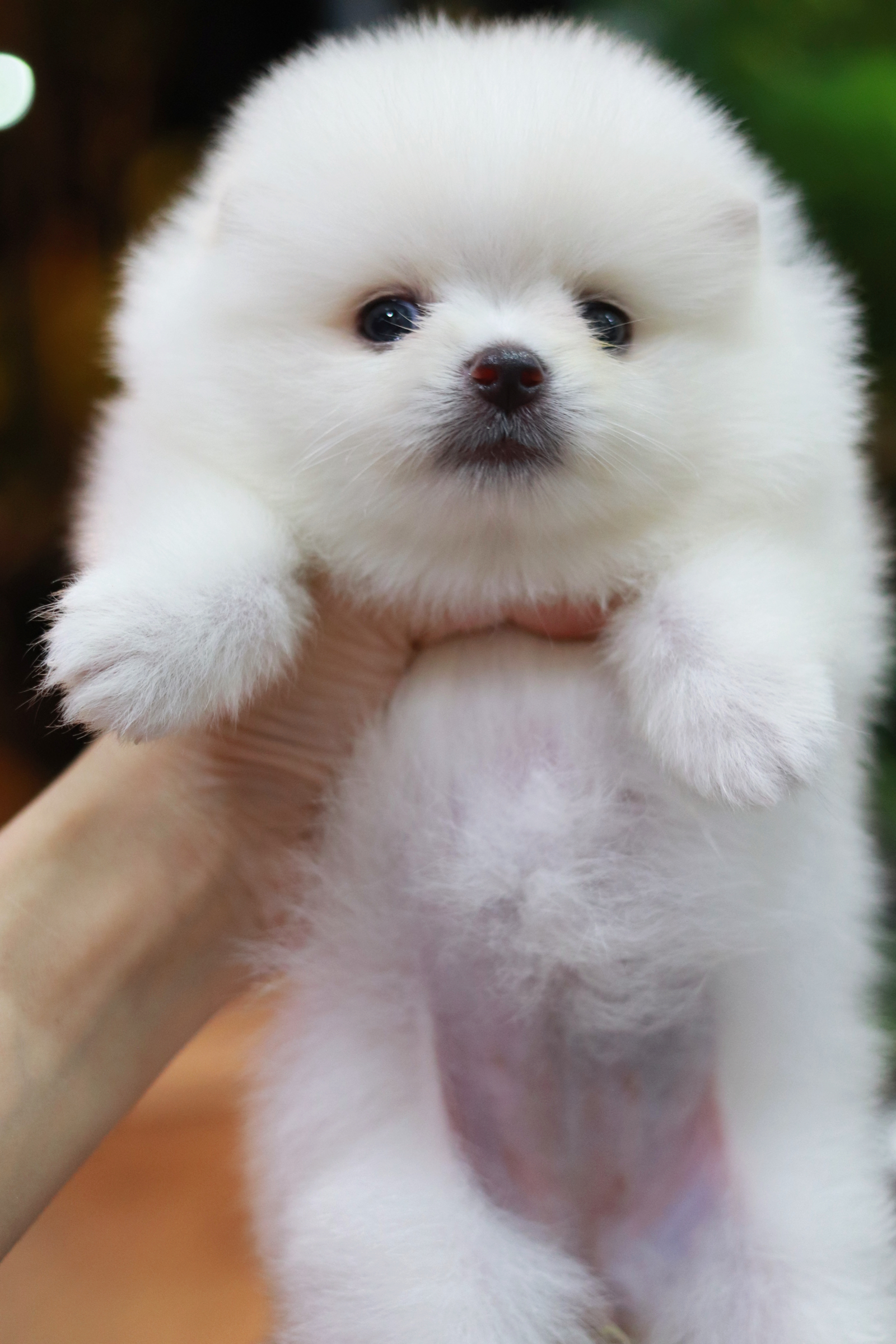 ปอมเมอเรเนียน เพศเมีย