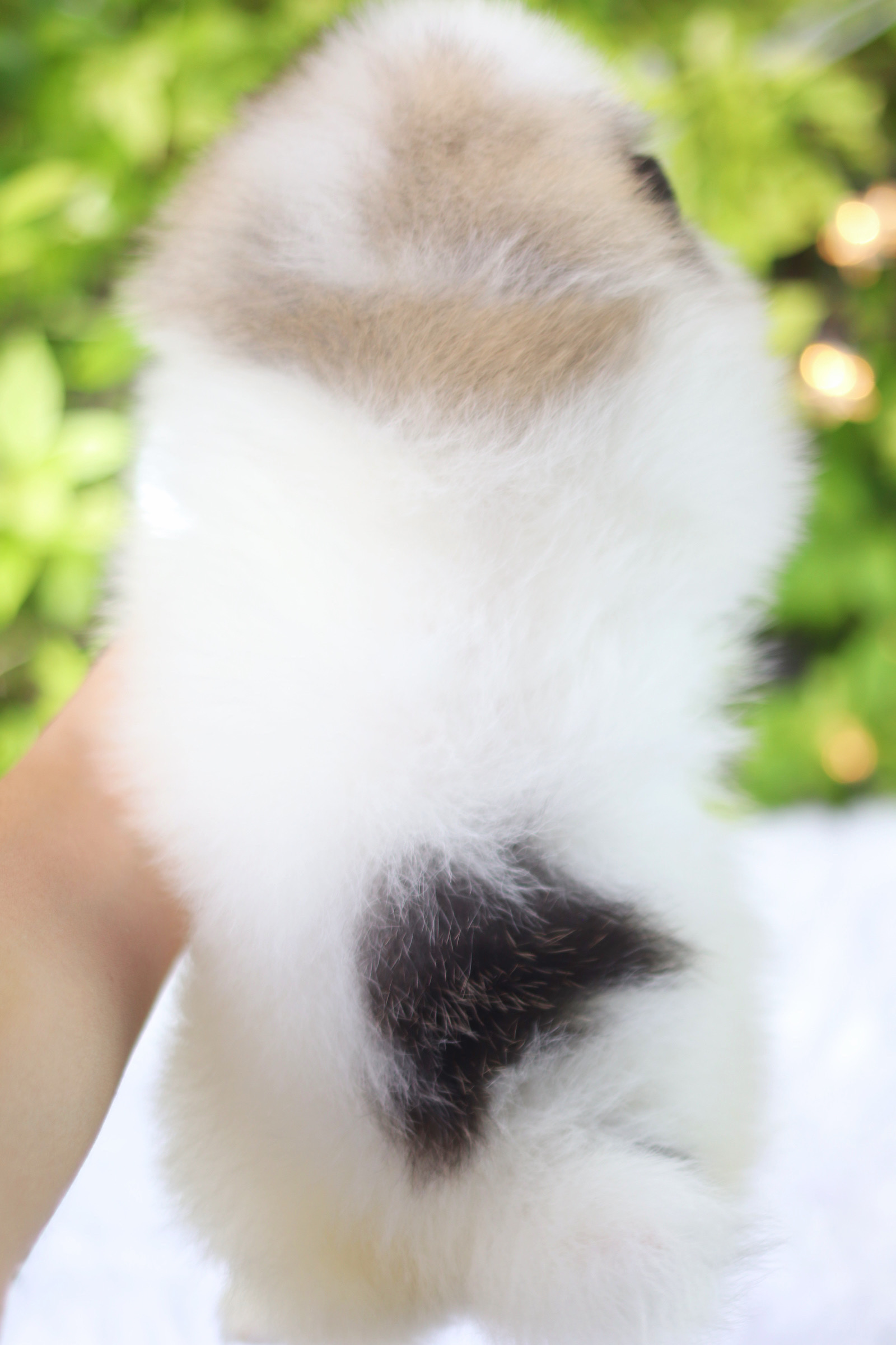 ปอมเมอเรเนียน เพศเมียสีแฟนซี เกรดโชว์