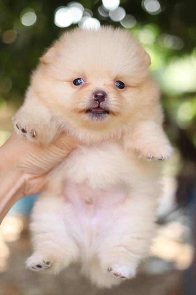 ปอมเมอเรเนียน เพศผู้