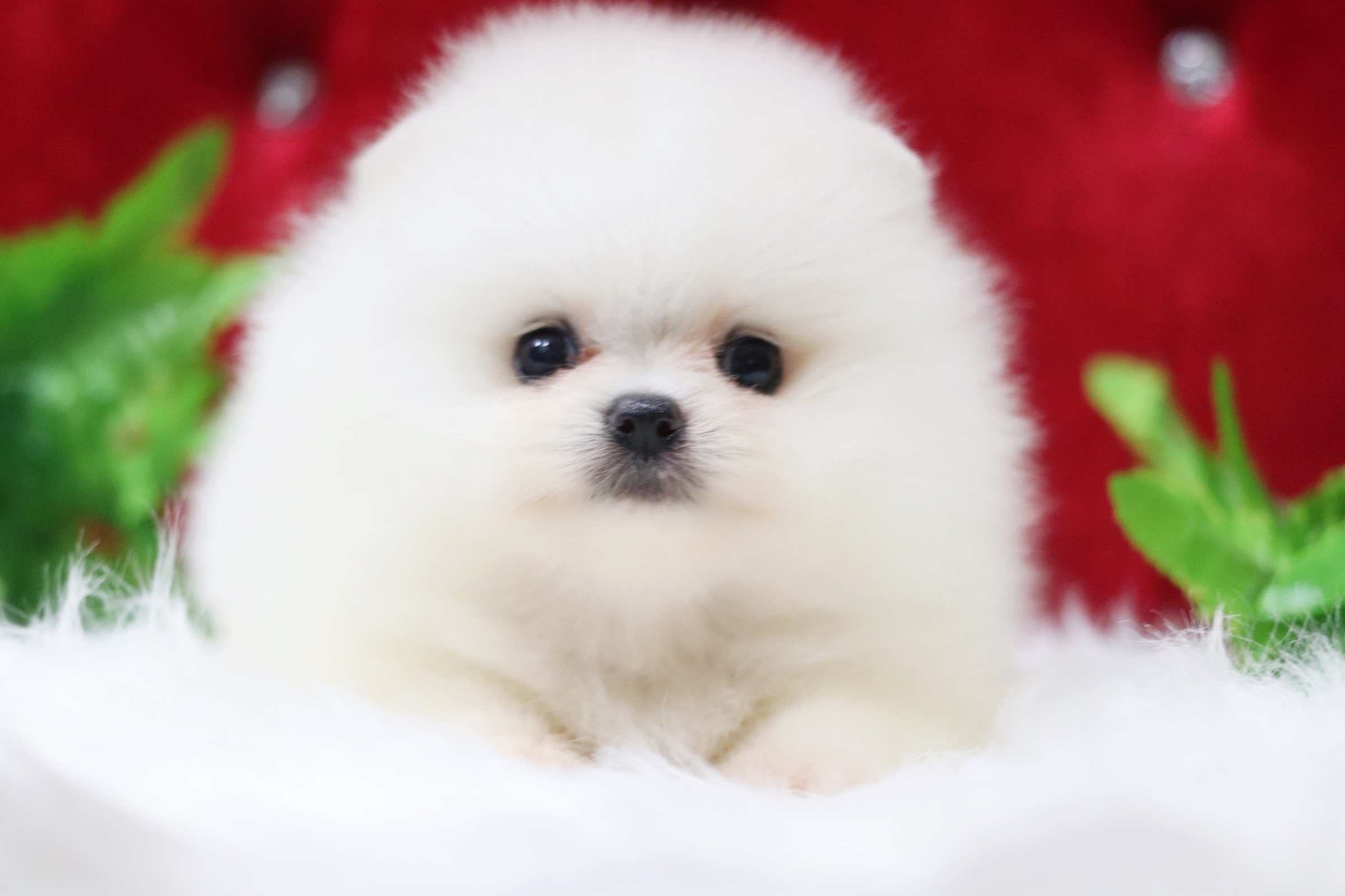 ปอมเมอเรเนียน เพศเมียสีขาวครีมเกรดโชว์