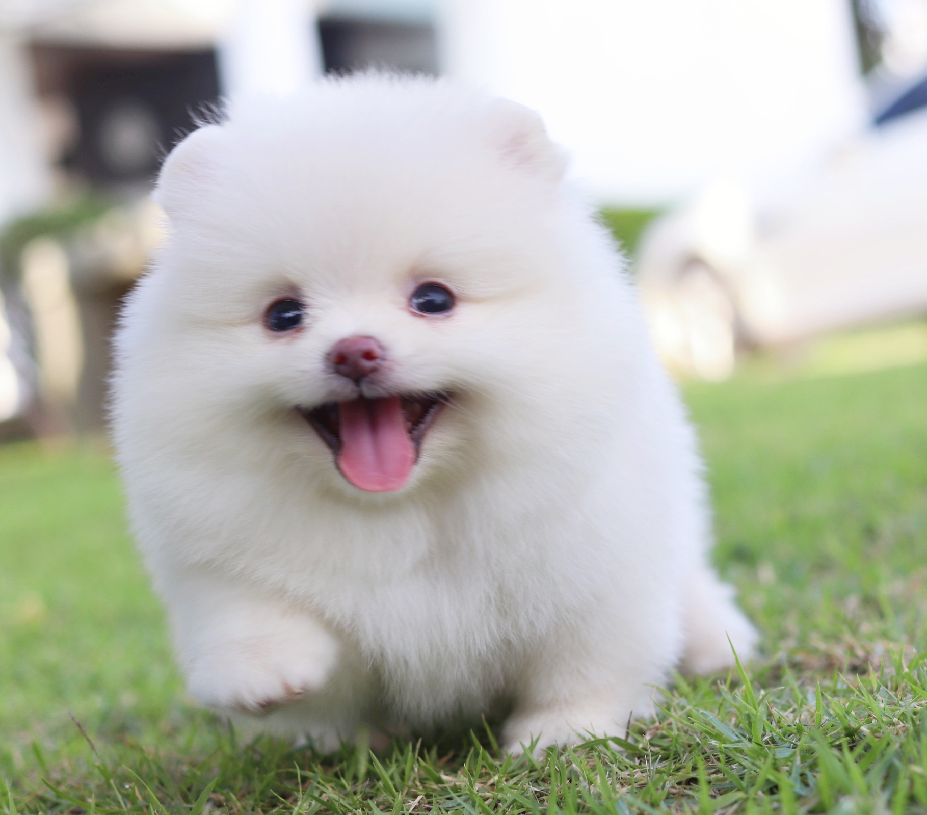 ปอมเมอเรเนียน เพศผู้ สีขาวครีม