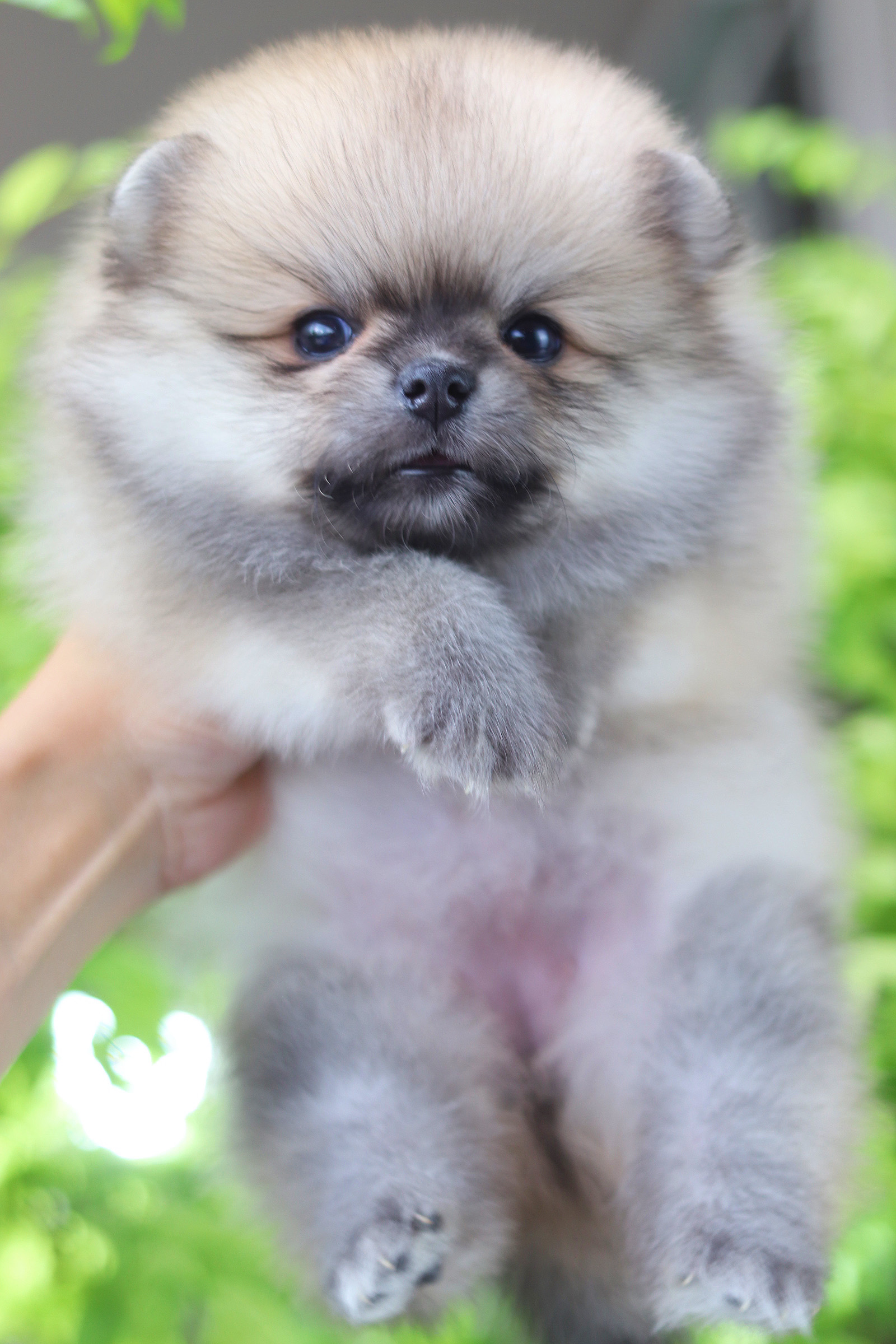 ปอมเมอเรเนียน เพศเมียสีส้ม