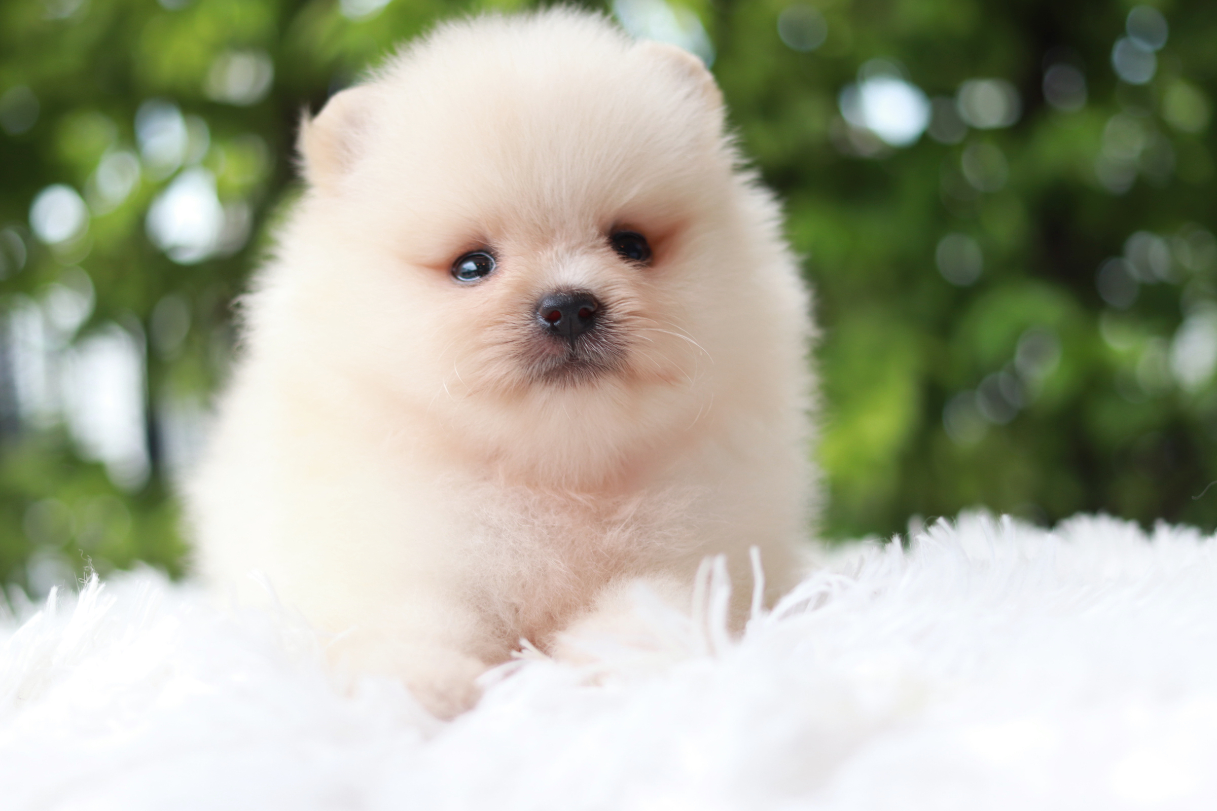 ปอมเมอเรเนียน เพศผู้ ขาวครีม