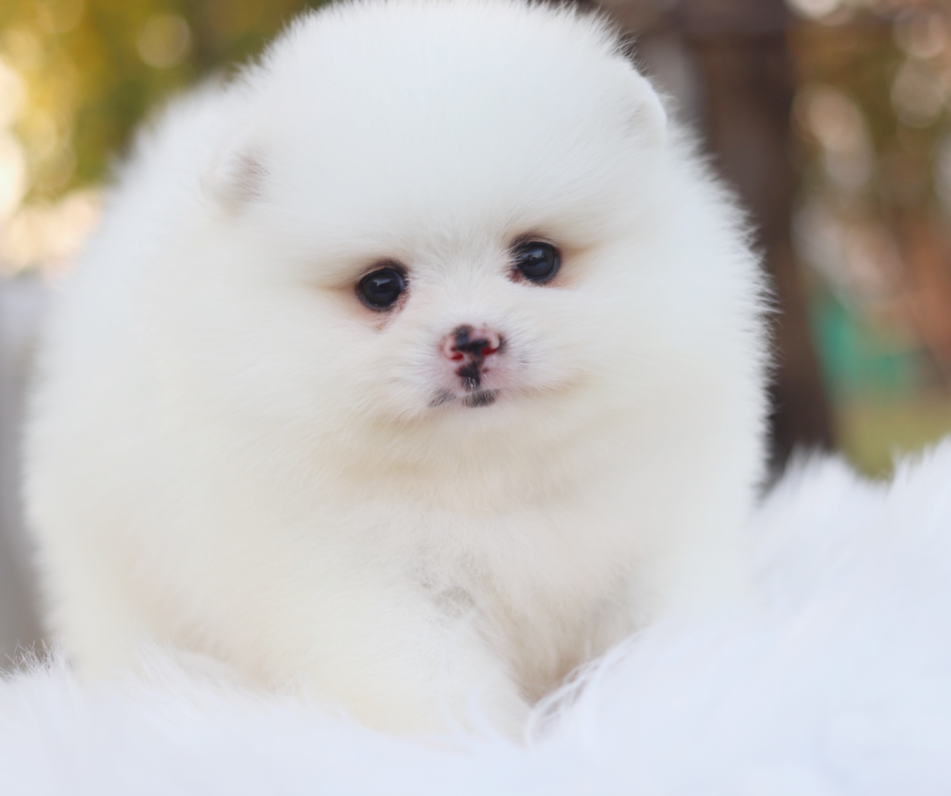 ปอมเมอเรเนียน เพศผู้ ขาวครีม