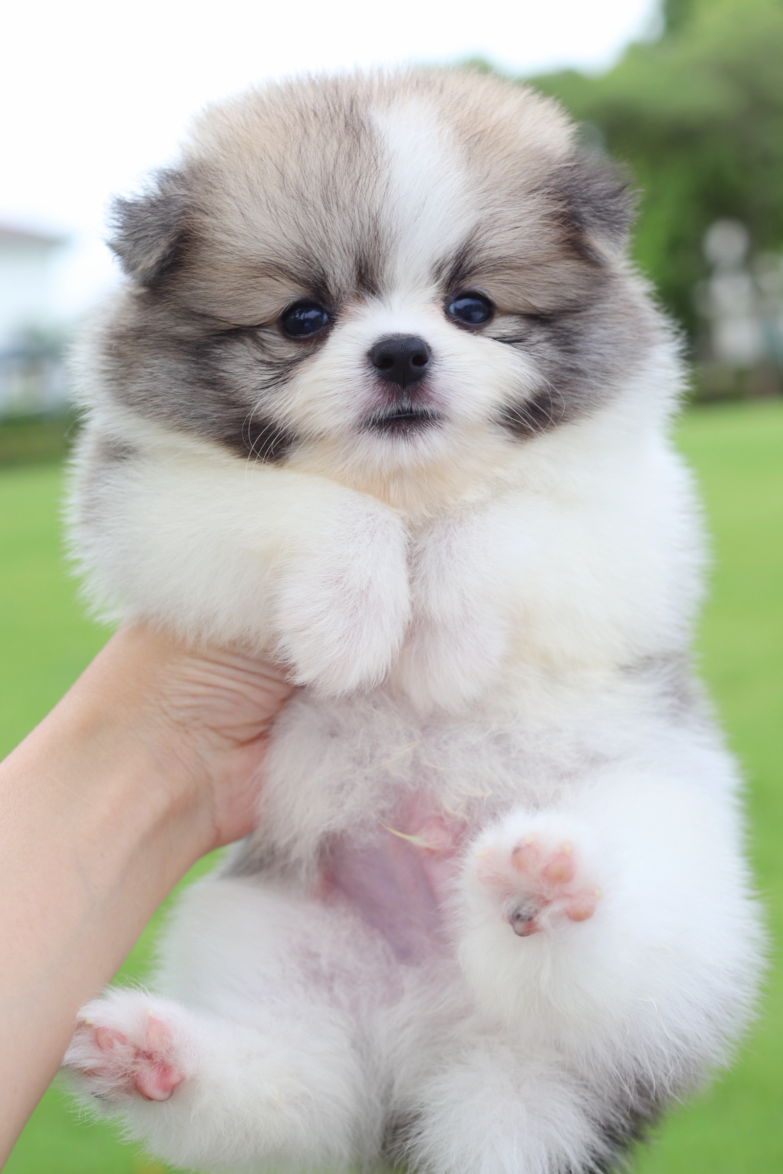 ปอมเมอเรเนียน เพศผู้สีแฟนซี