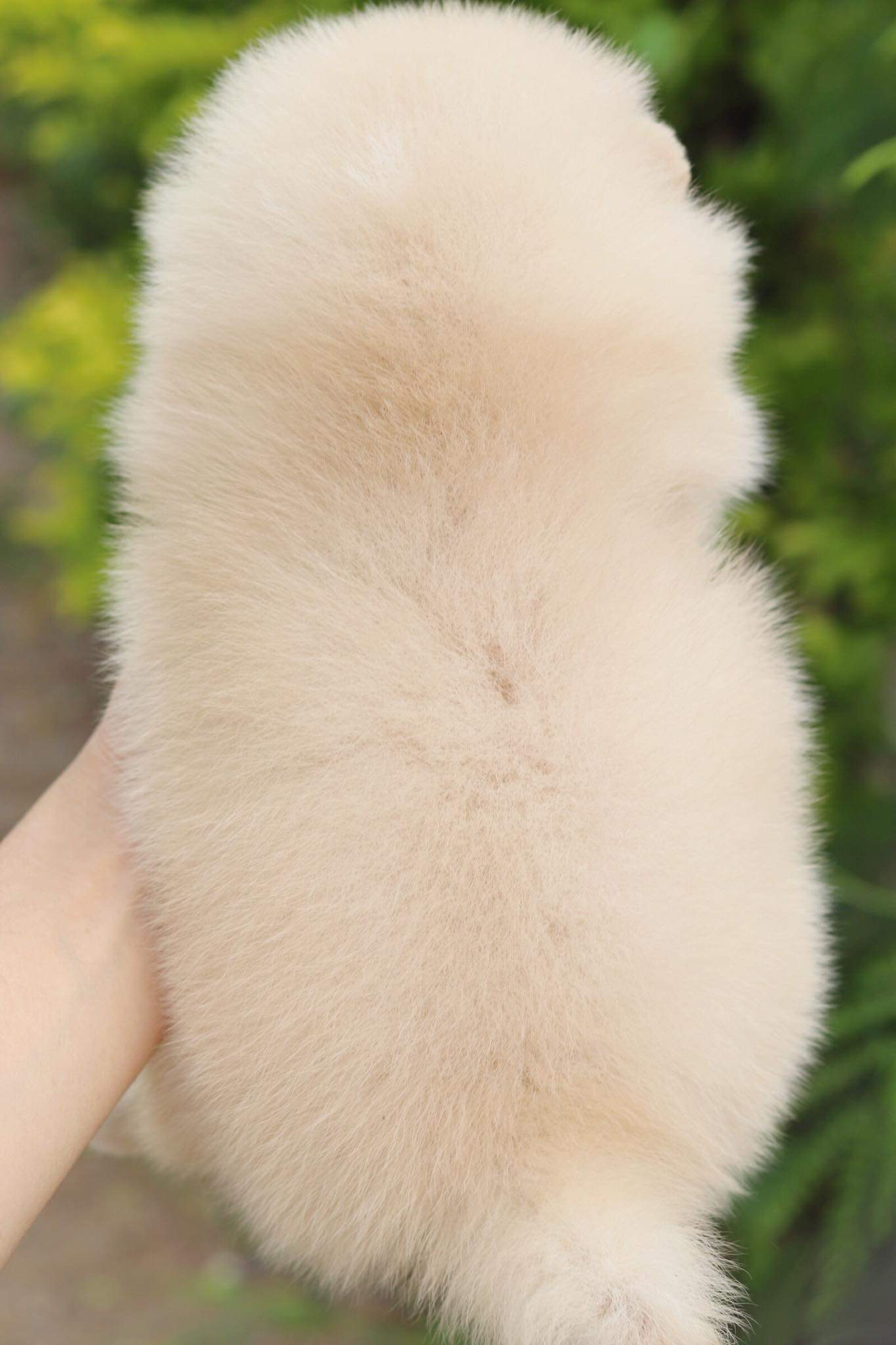 ปอมเมอเรเนียน เพศผู้