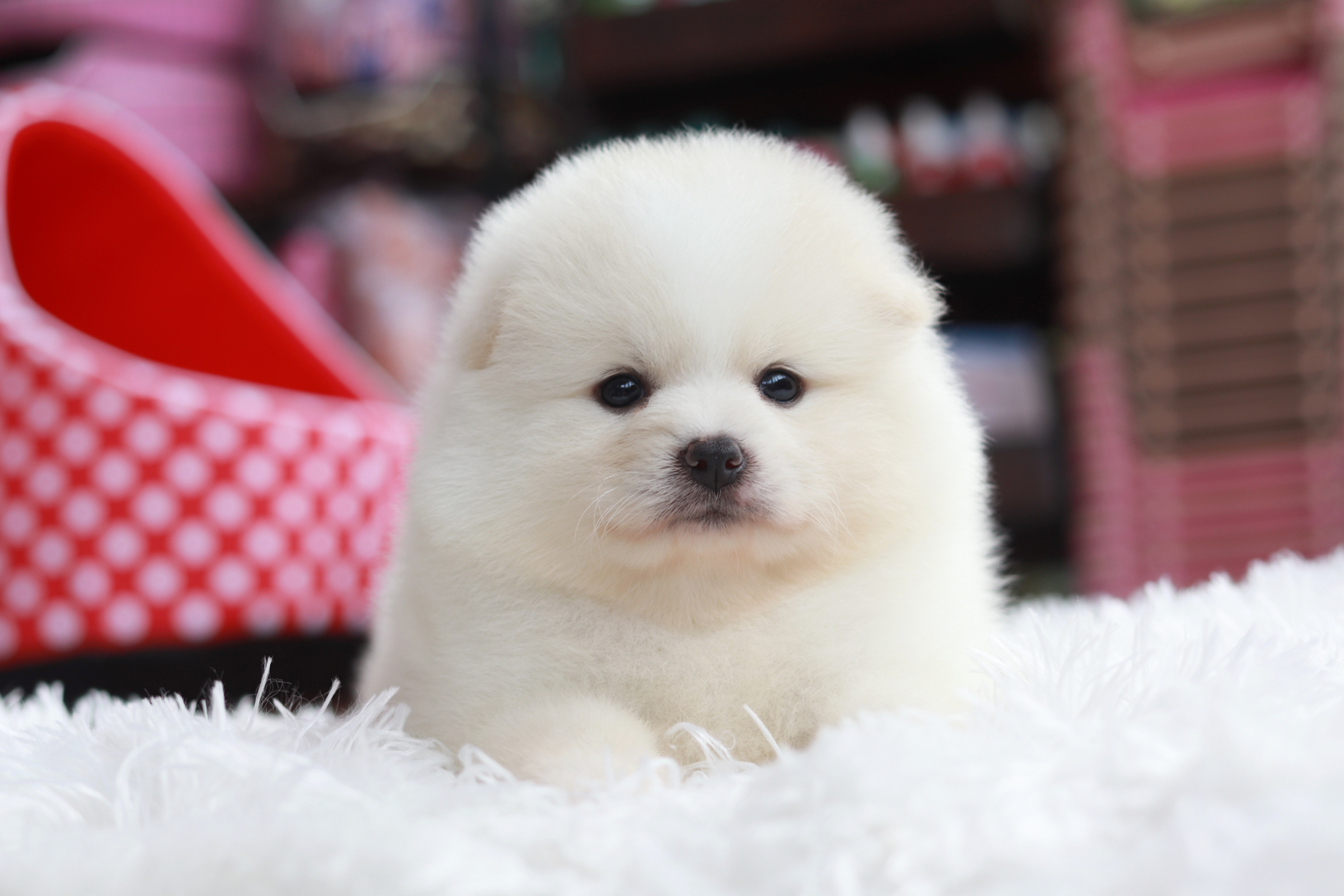 ปอมเมอเรเนียน เพศผู้ ขาวครีม หน้าฟ็อก