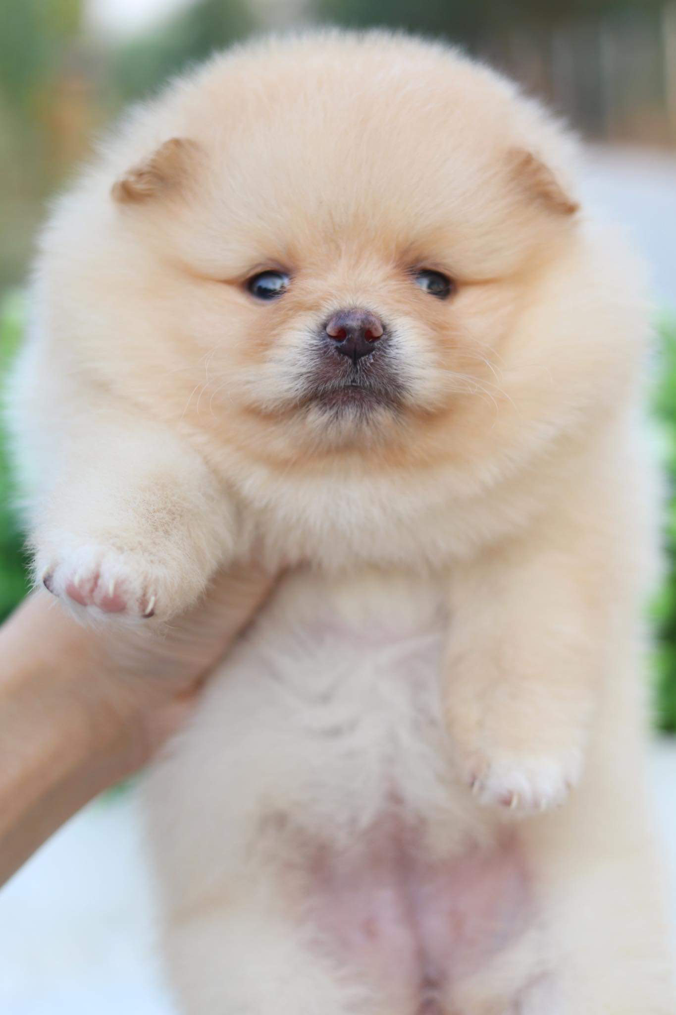 ปอมเมอเรเนียน เพศเมีย