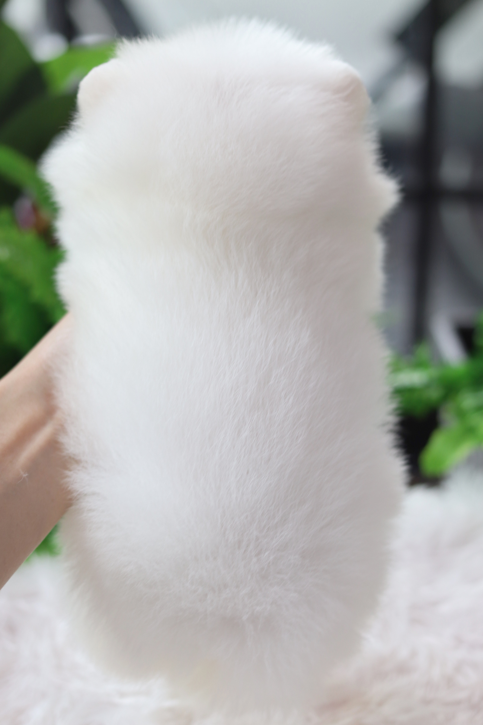 ปอมเมอเรเนียน เพศผู้ สีขาวครีม