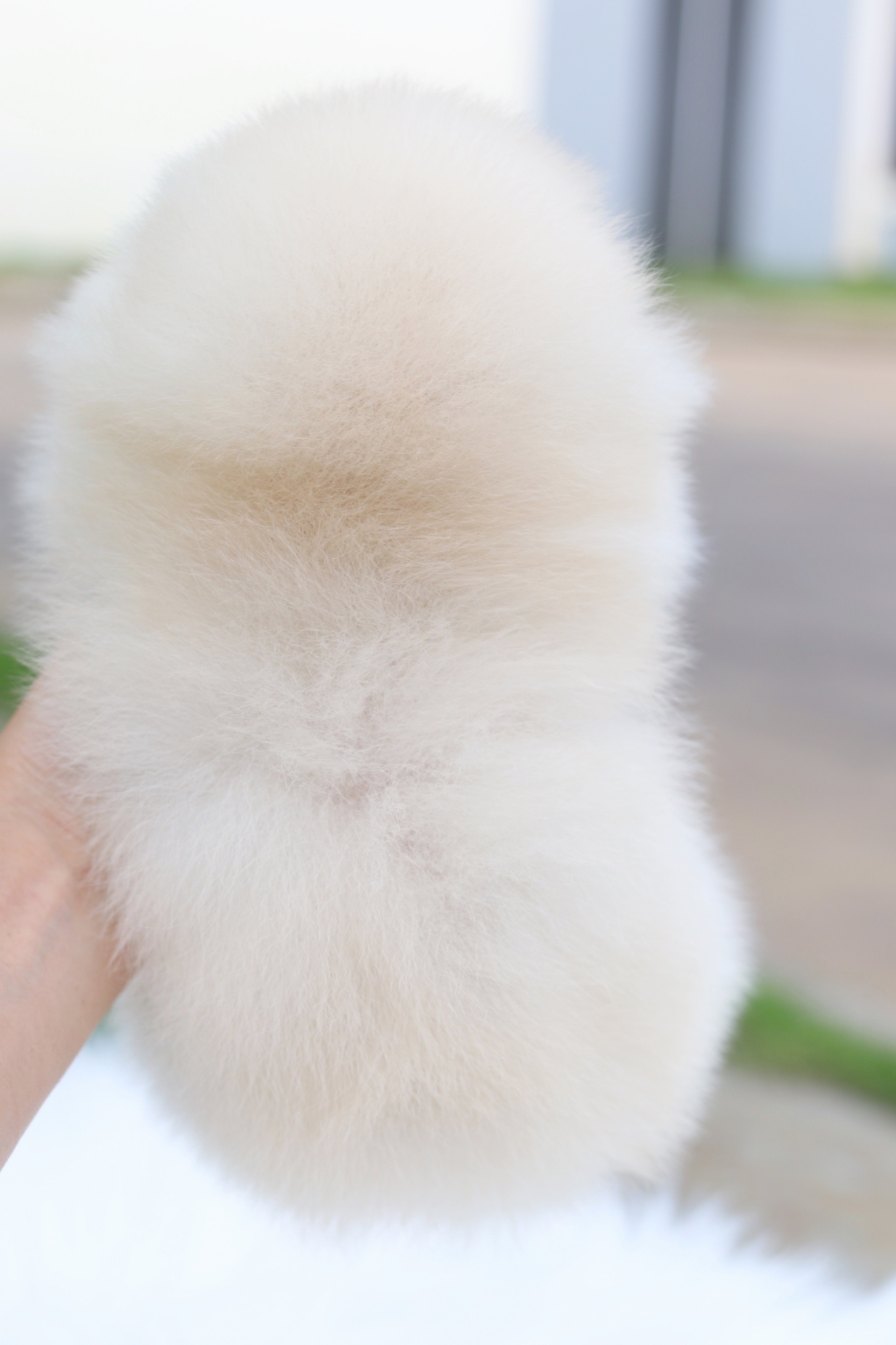 ปอมเมอเรเนียน เพศเมียสีขาวครีมเกรดโชว์