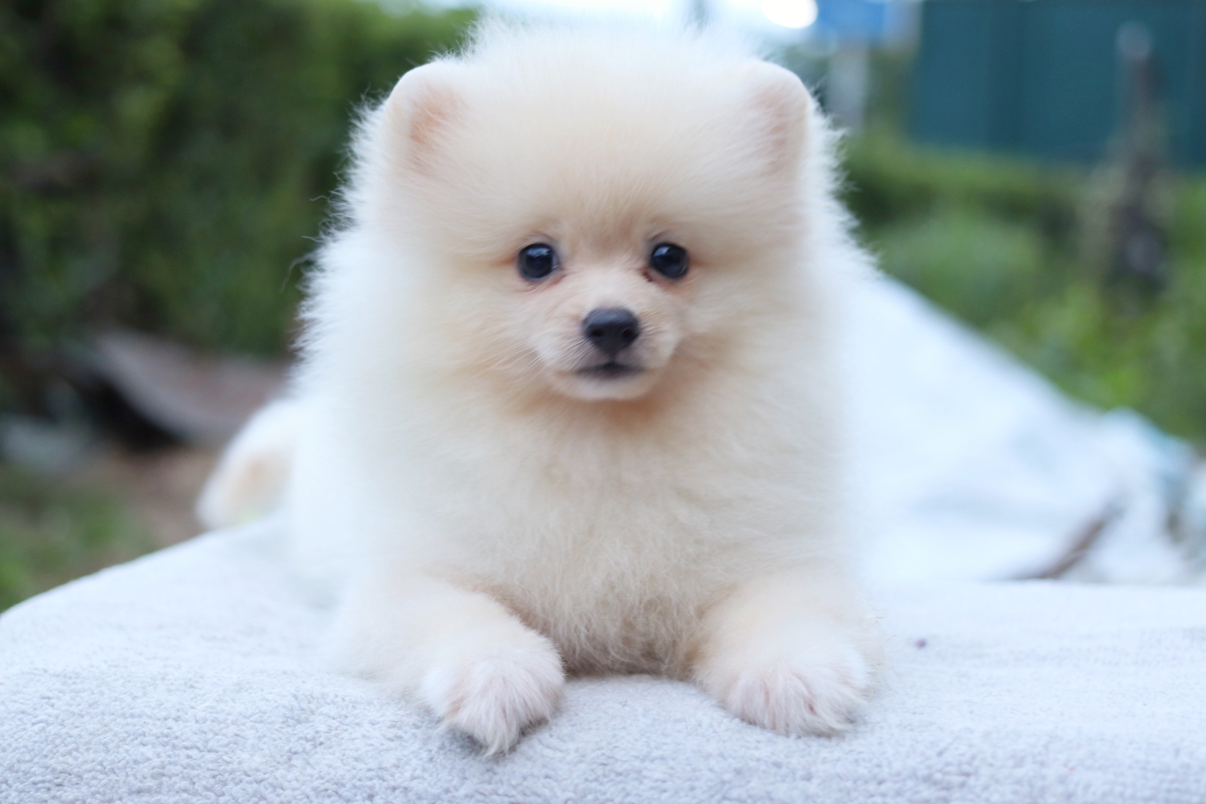 ปอมเมอเรเนียน เพศผู้ สีขาวครีม